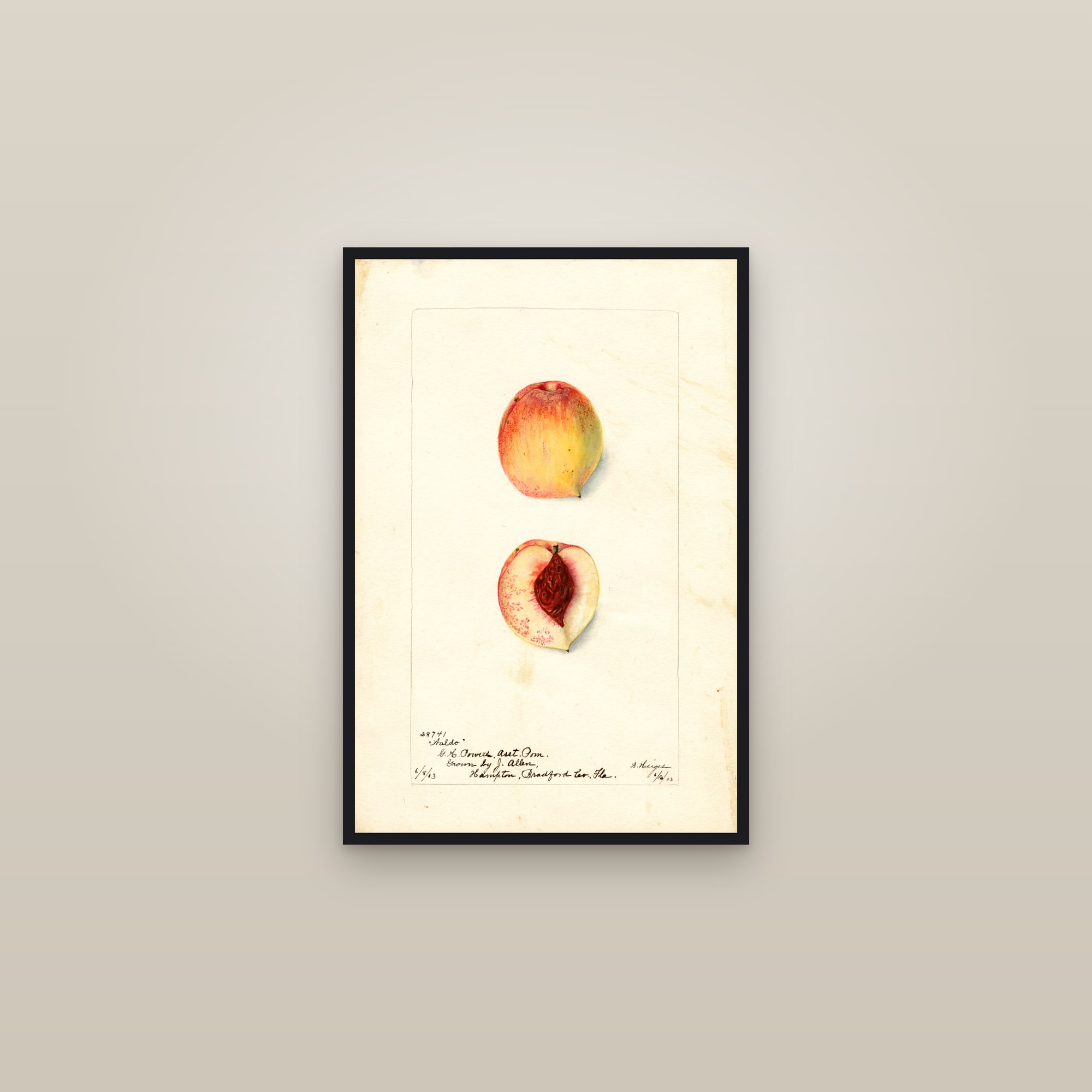 Waldo Peach — framed in a gallery setting
