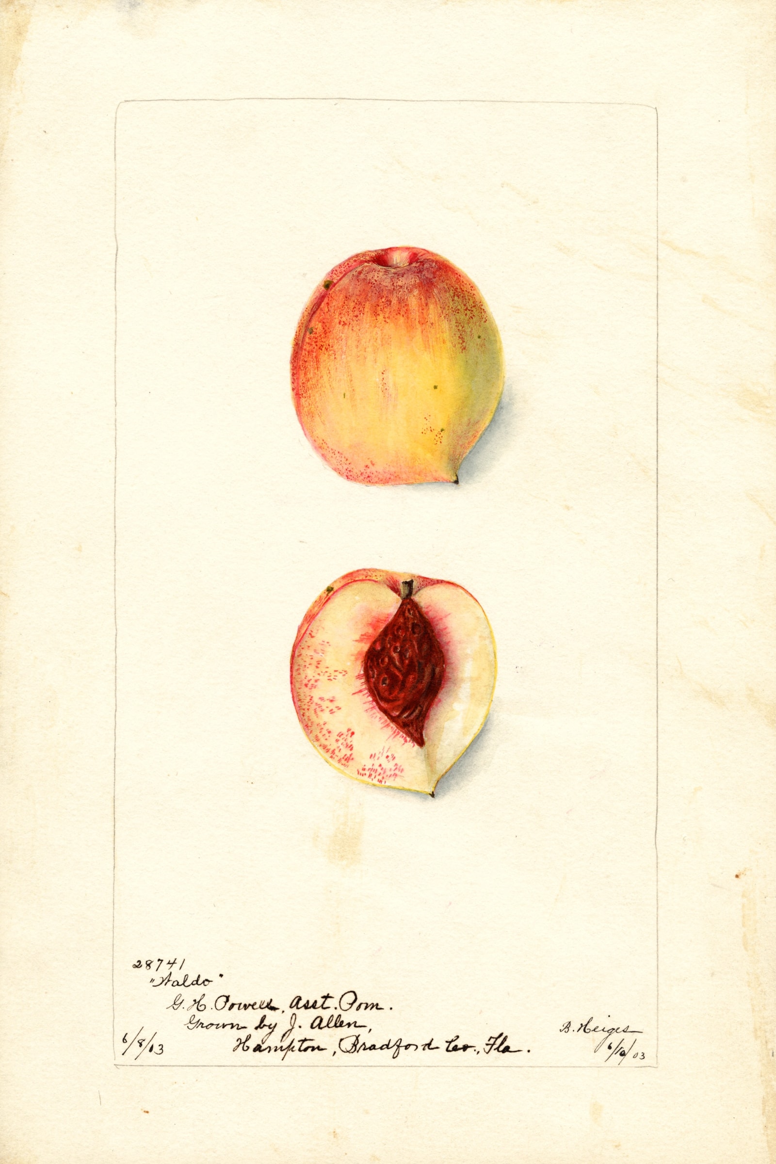 Waldo Peach
