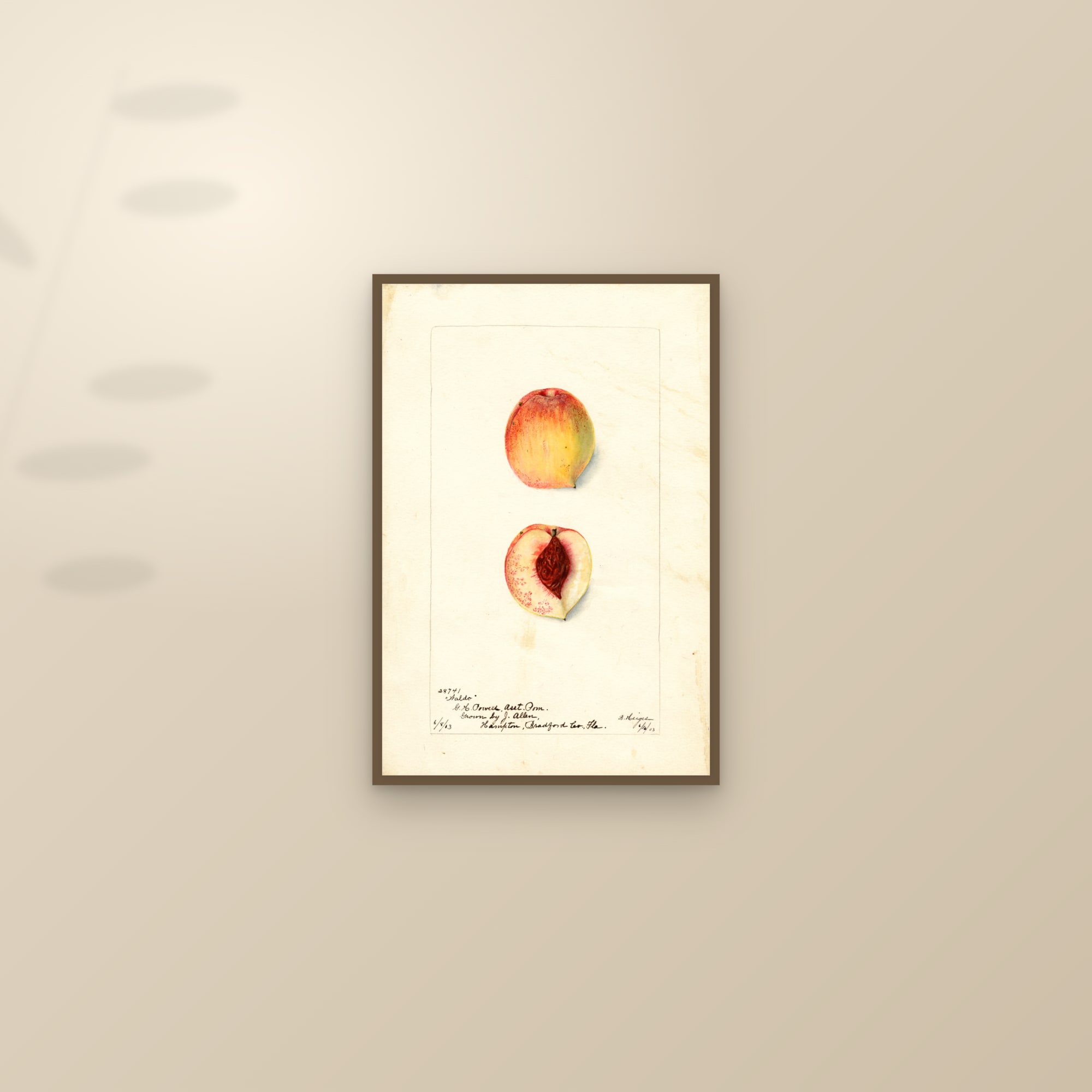 Waldo Peach — framed and styled on a sunlit wall