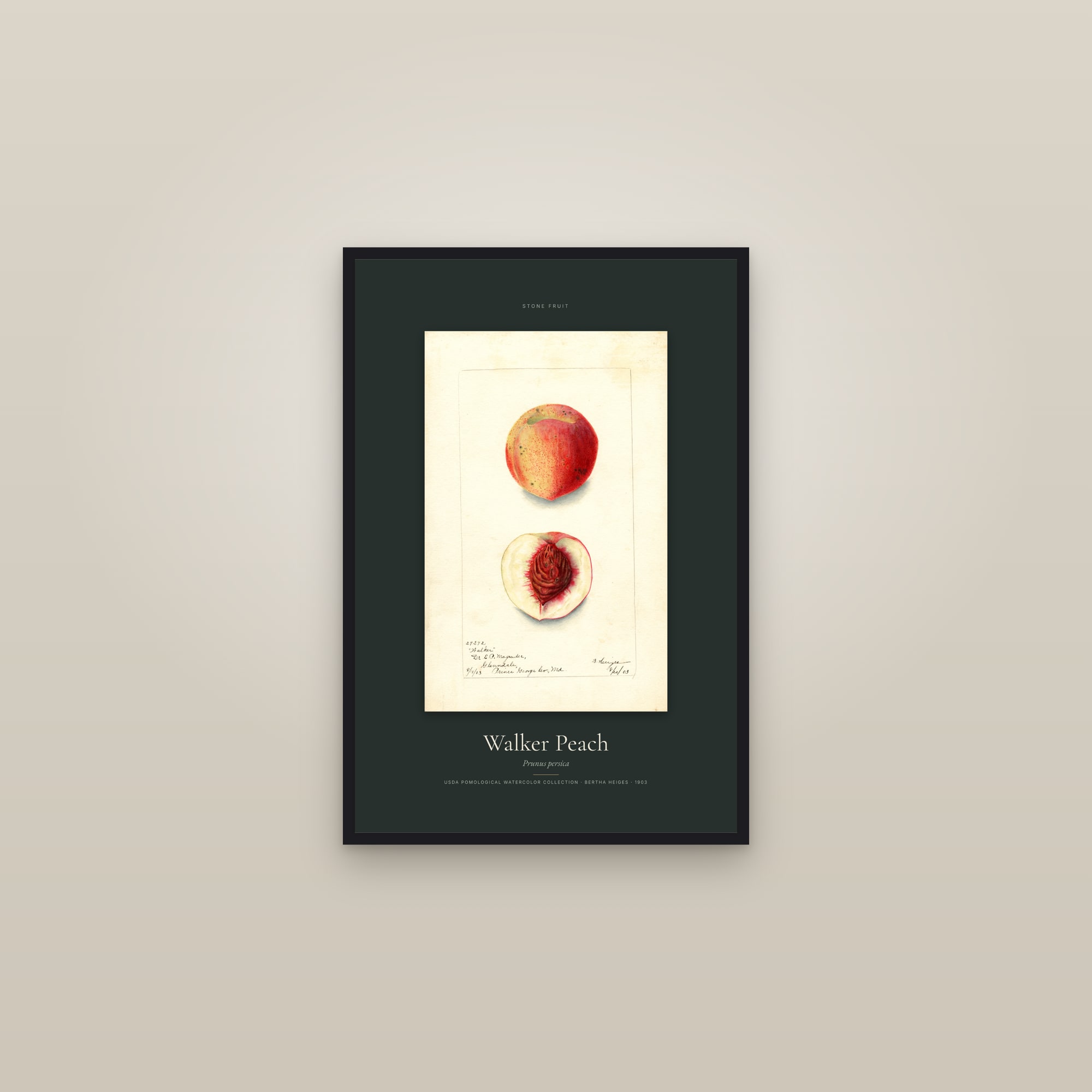 Walker Peach — Specimen — framed in a gallery setting