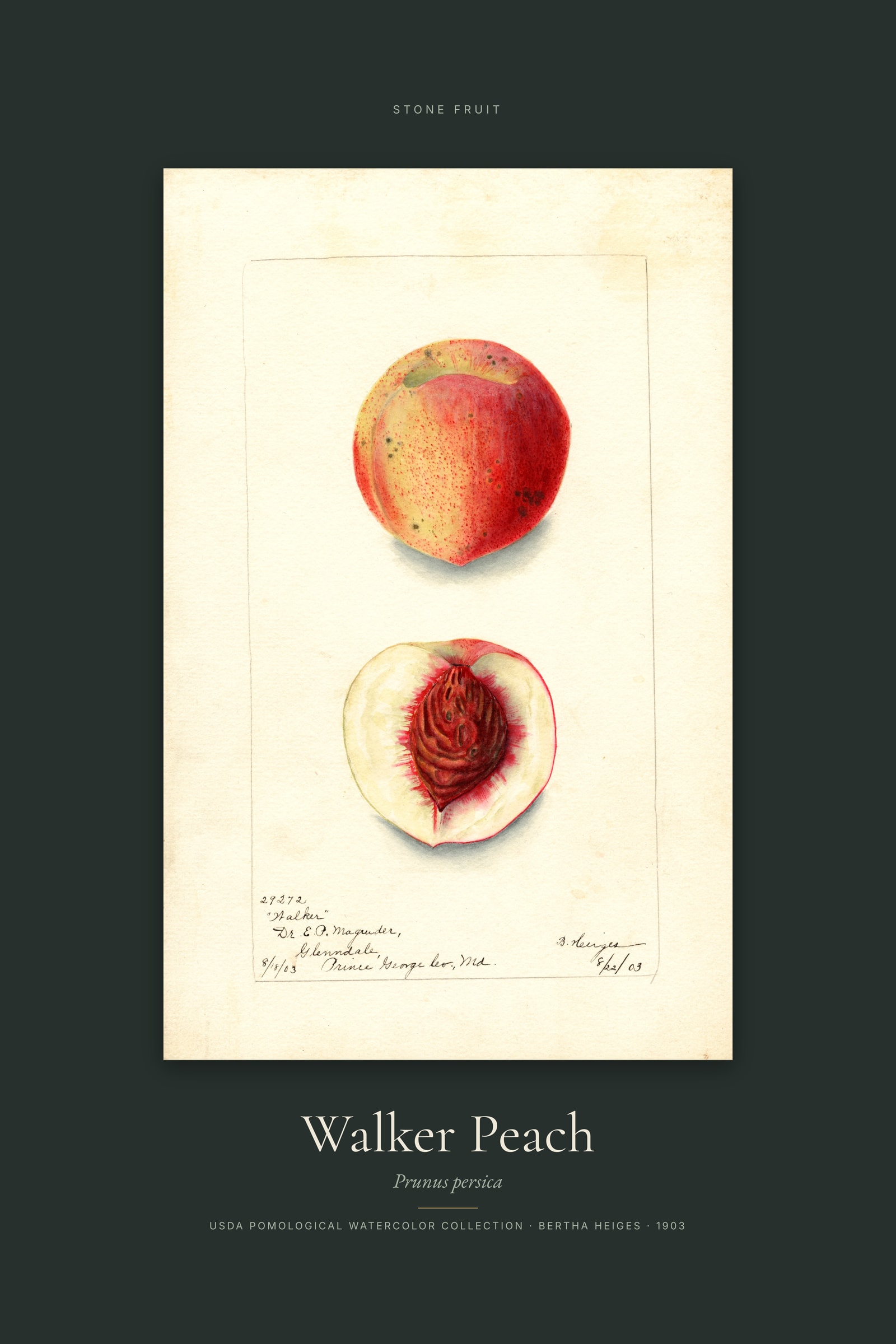 Walker Peach — Specimen