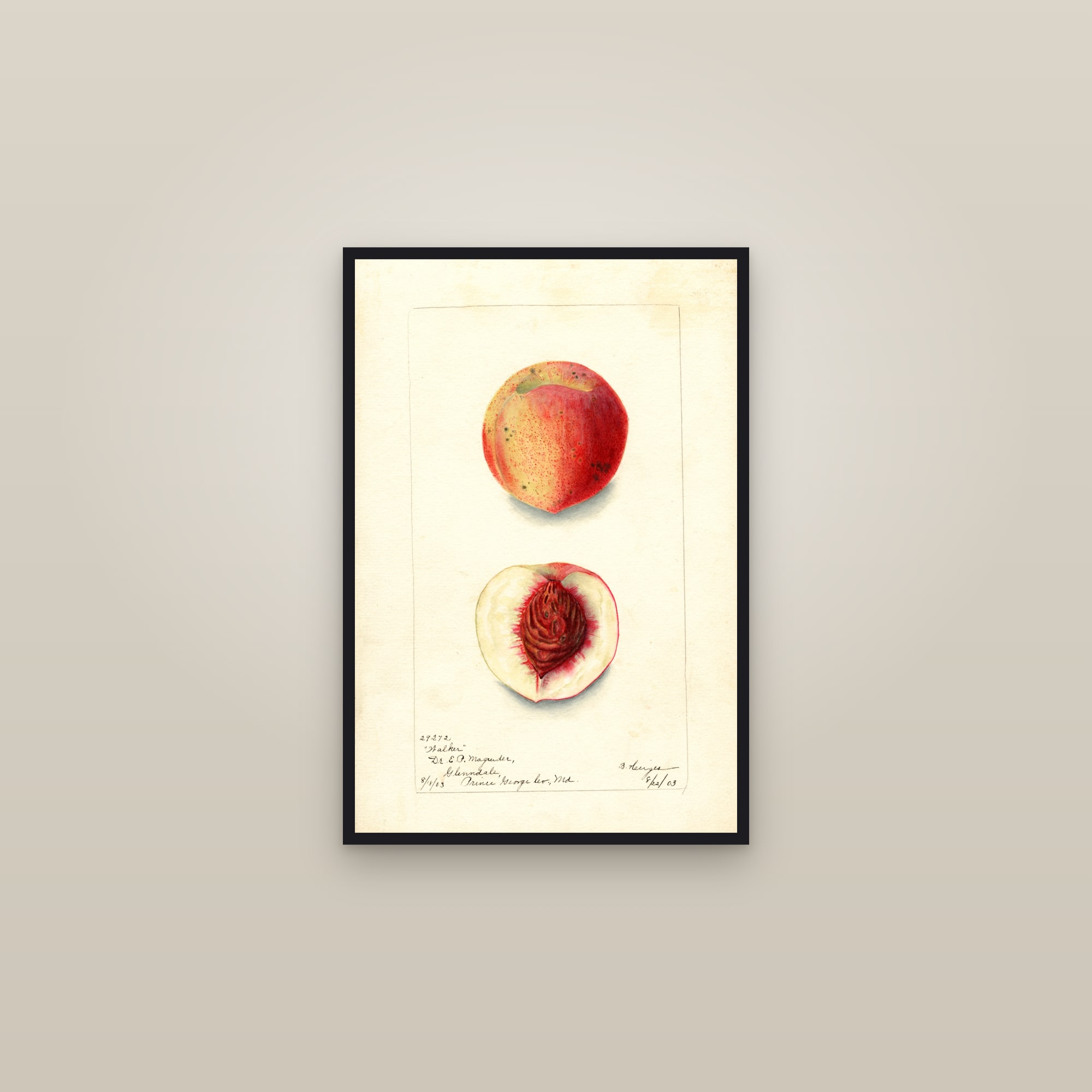 Walker Peach — framed in a gallery setting