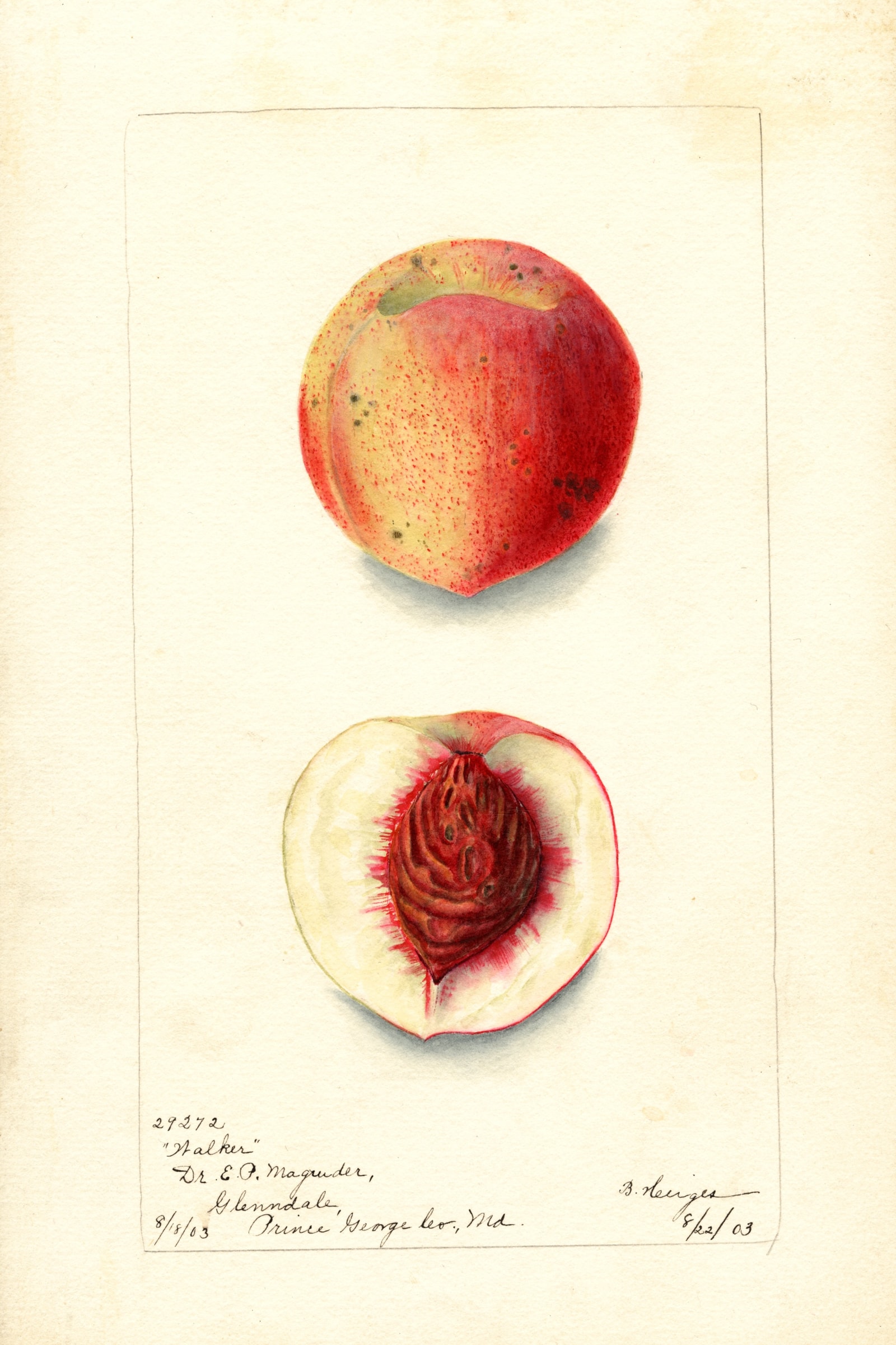 Walker Peach