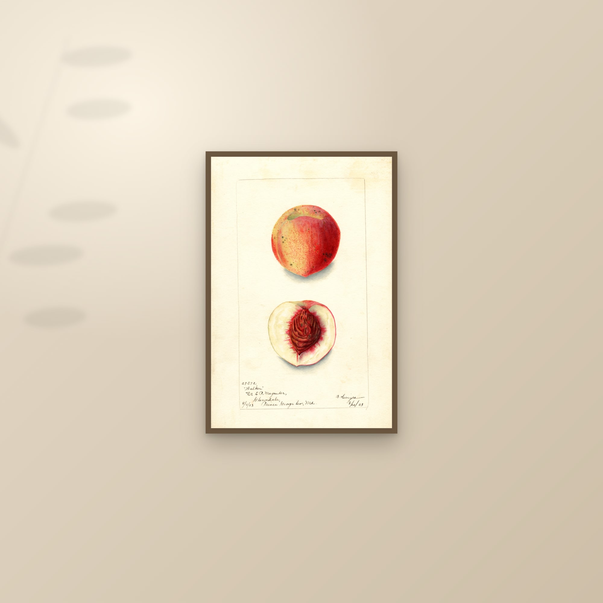 Walker Peach — framed and styled on a sunlit wall
