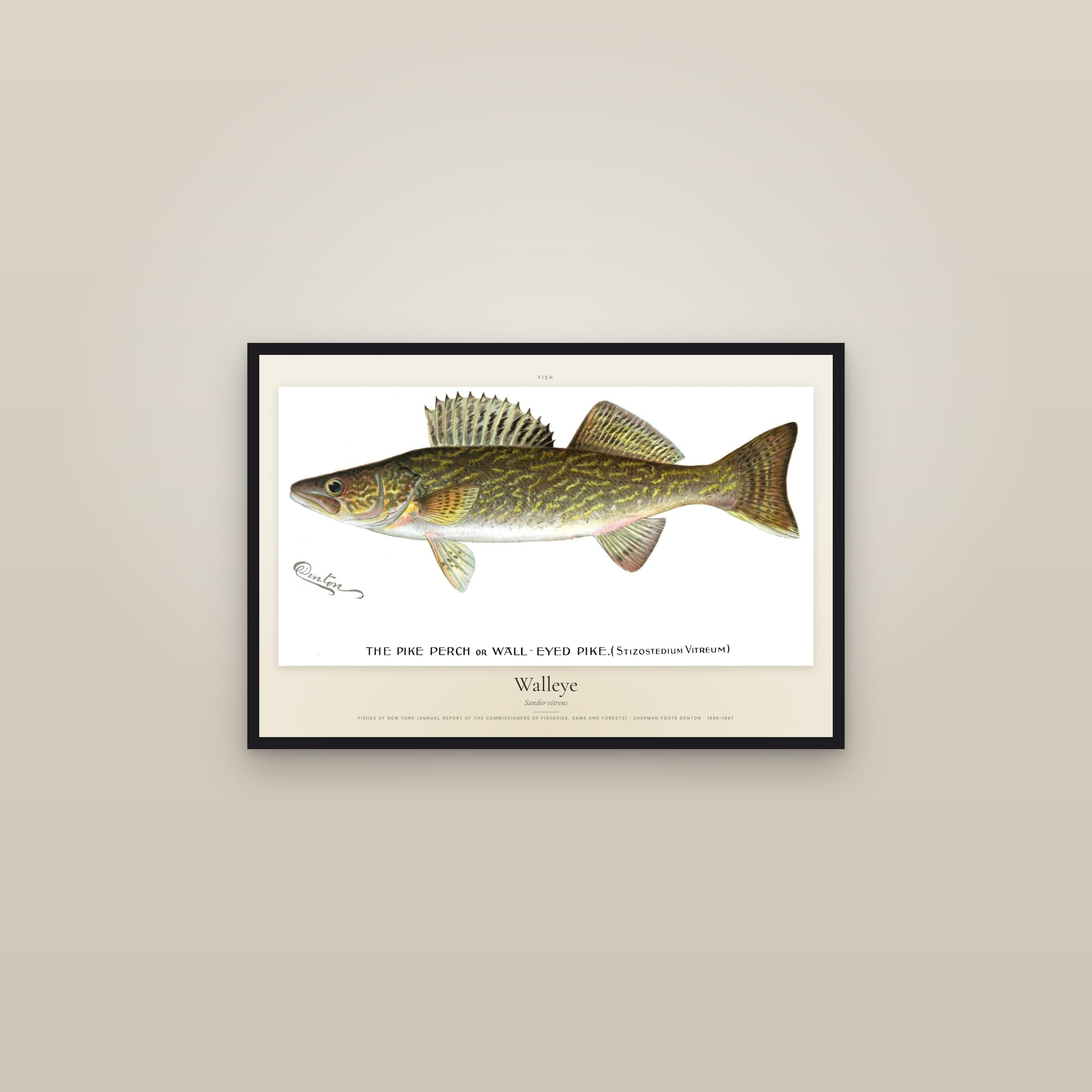 Walleye — framed in a gallery setting