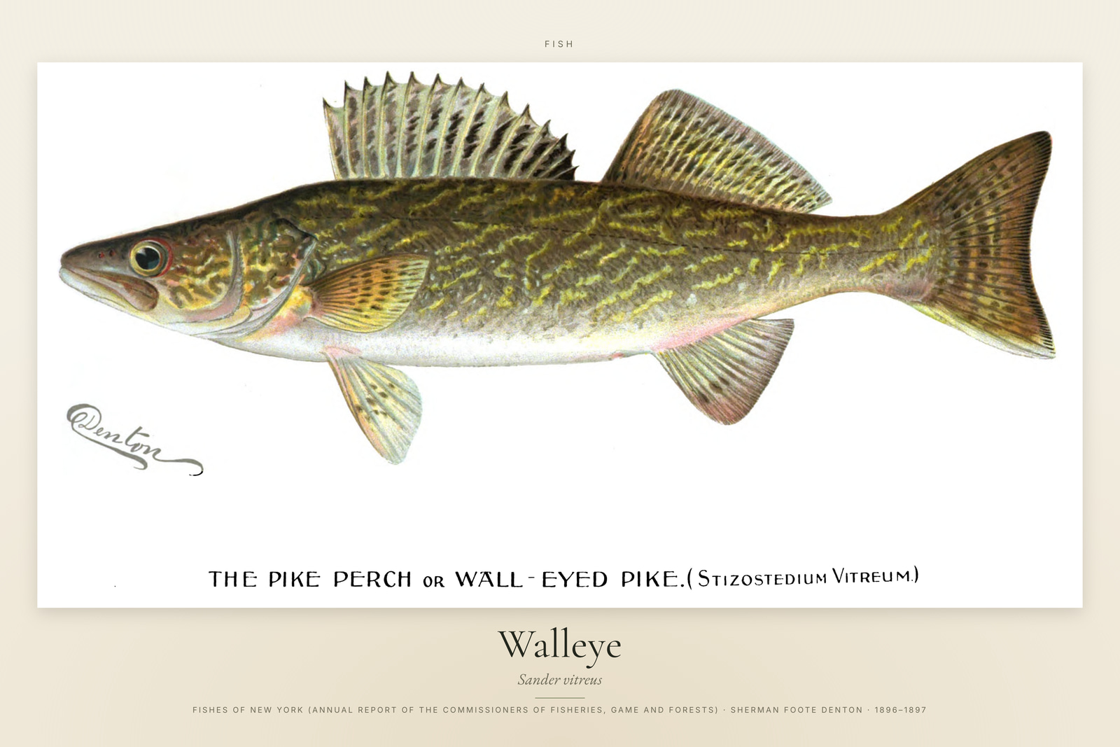 Walleye