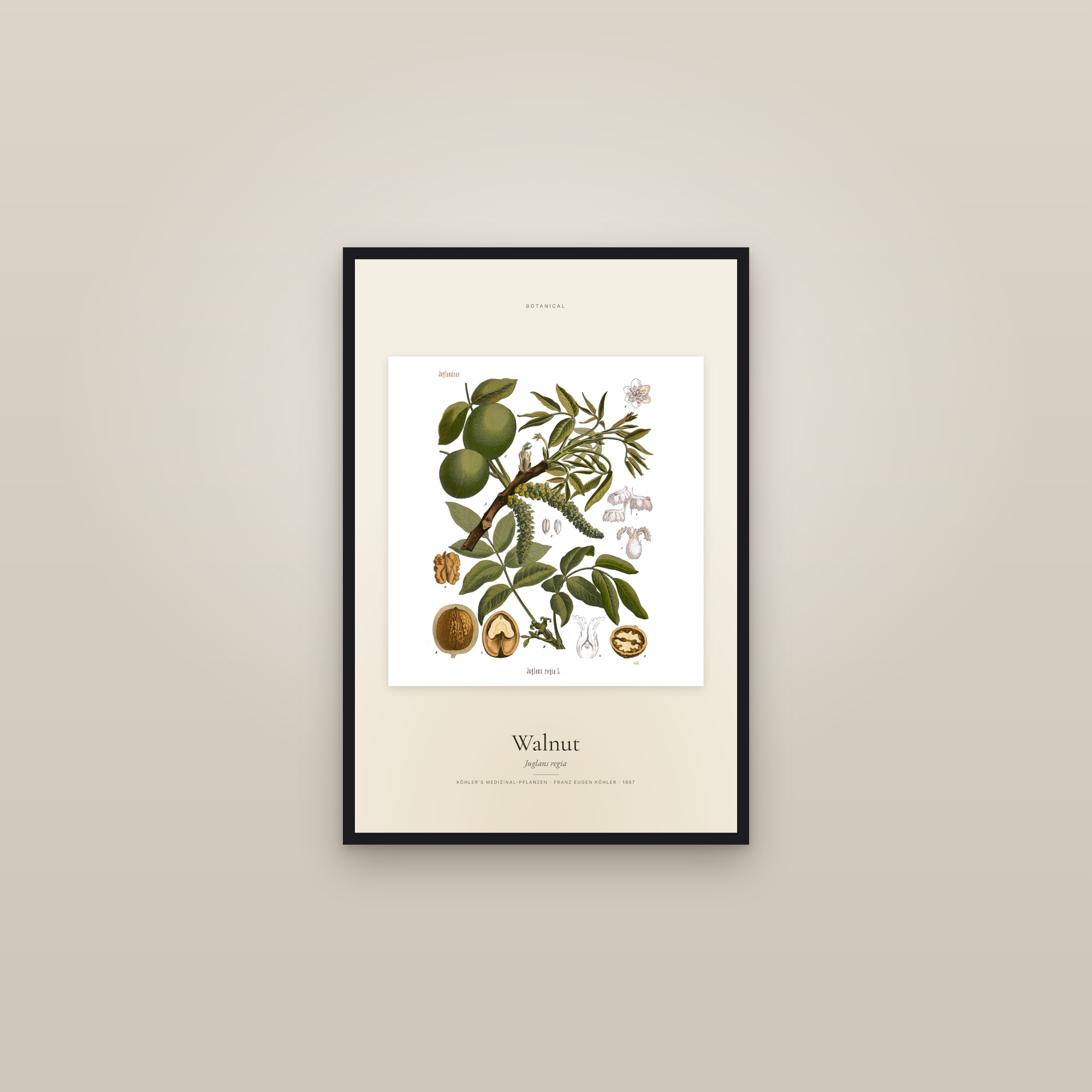 Walnut — Specimen