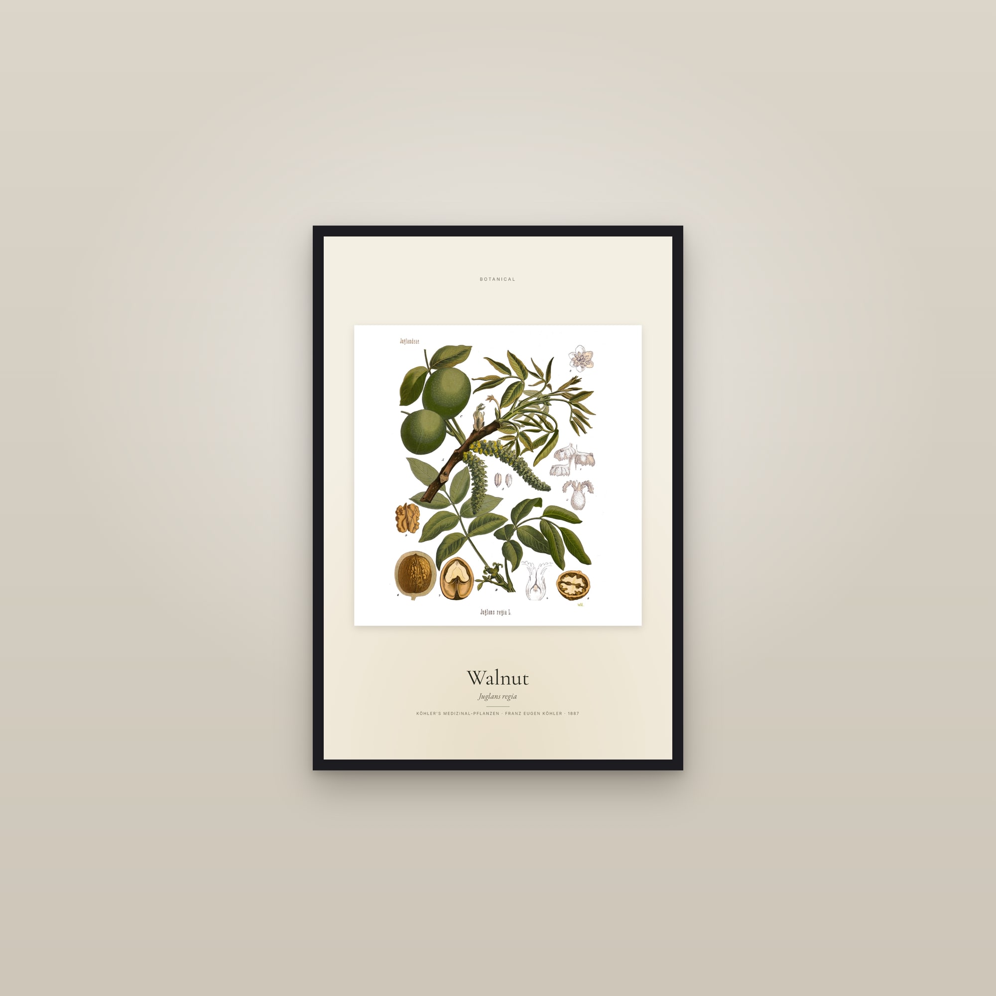 Walnut (Köhler) — Specimen — framed in a gallery setting