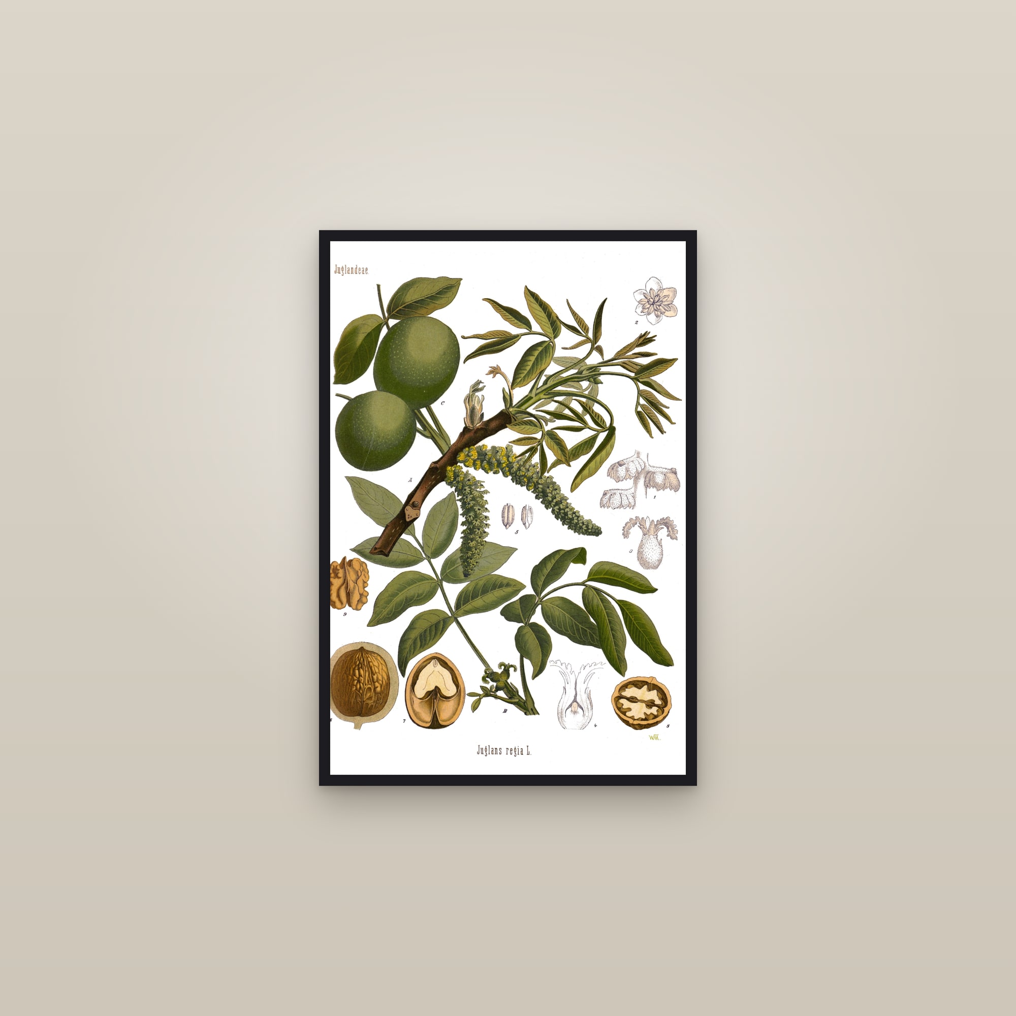 Walnut (Köhler) — framed in a gallery setting