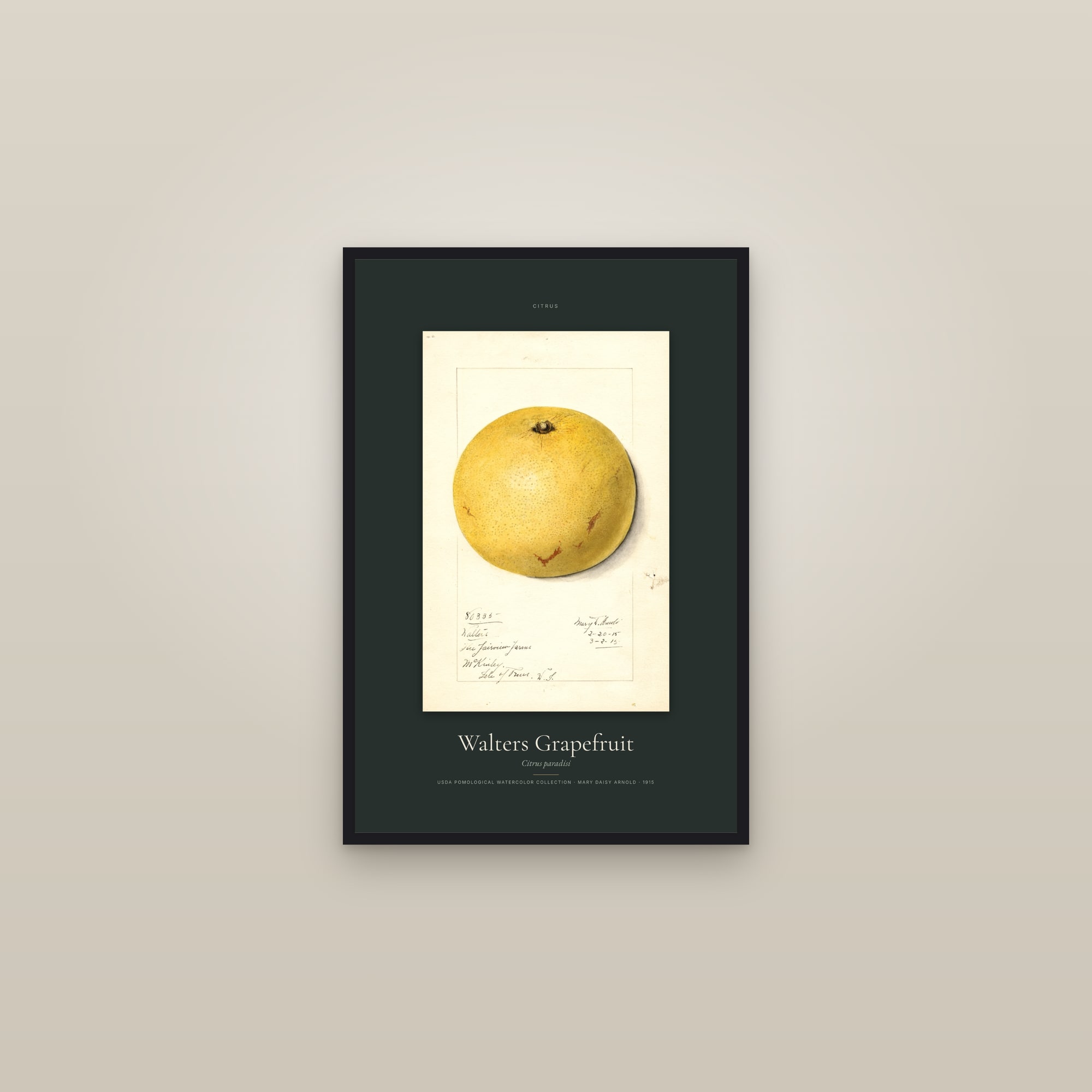 Walters Grapefruit — Specimen — framed in a gallery setting