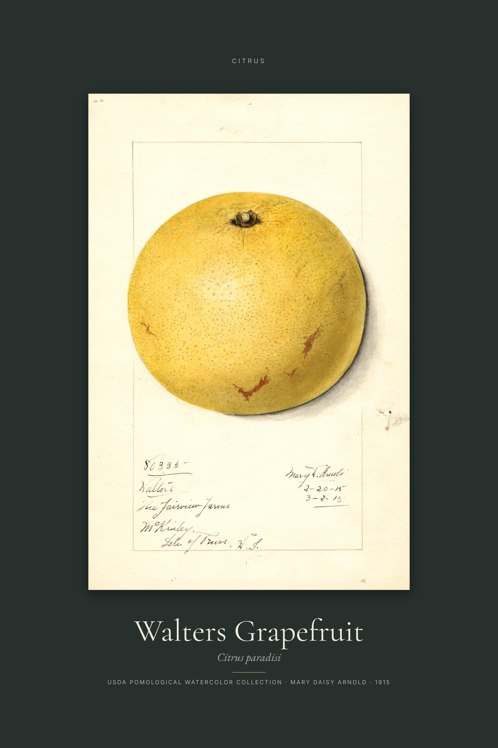 Walters Grapefruit — Specimen