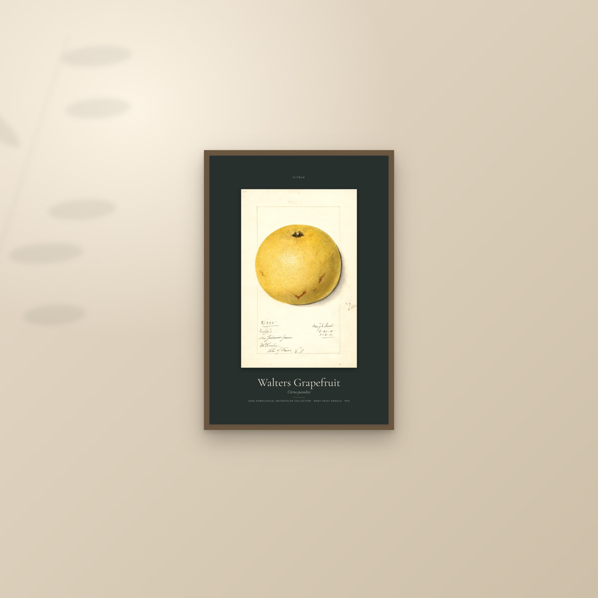 Walters Grapefruit — Specimen — framed and styled on a sunlit wall
