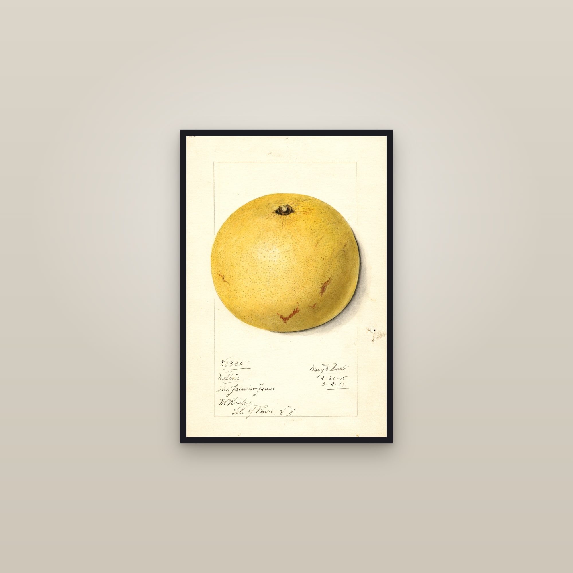 Walters Grapefruit — framed in a gallery setting