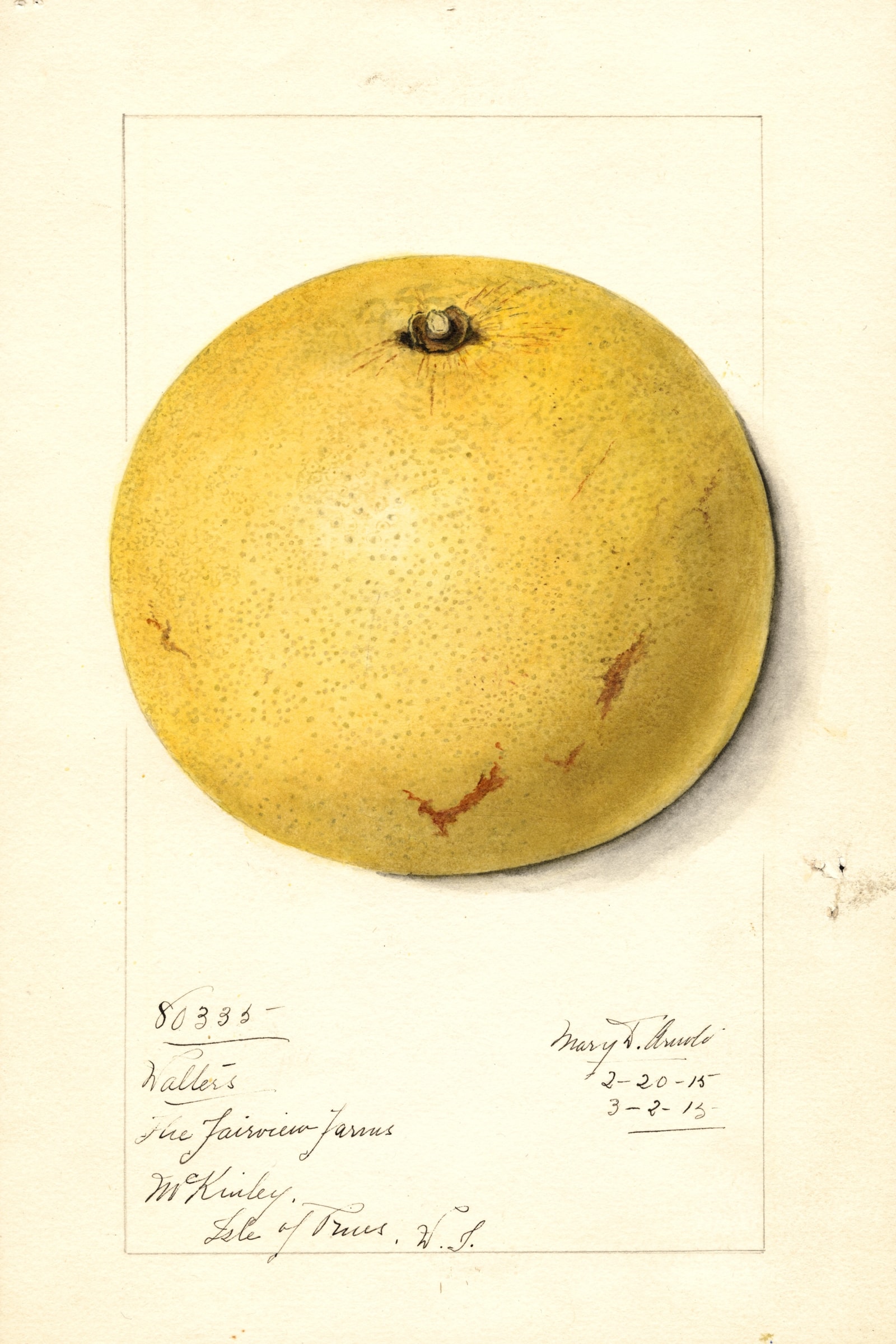 Walters Grapefruit