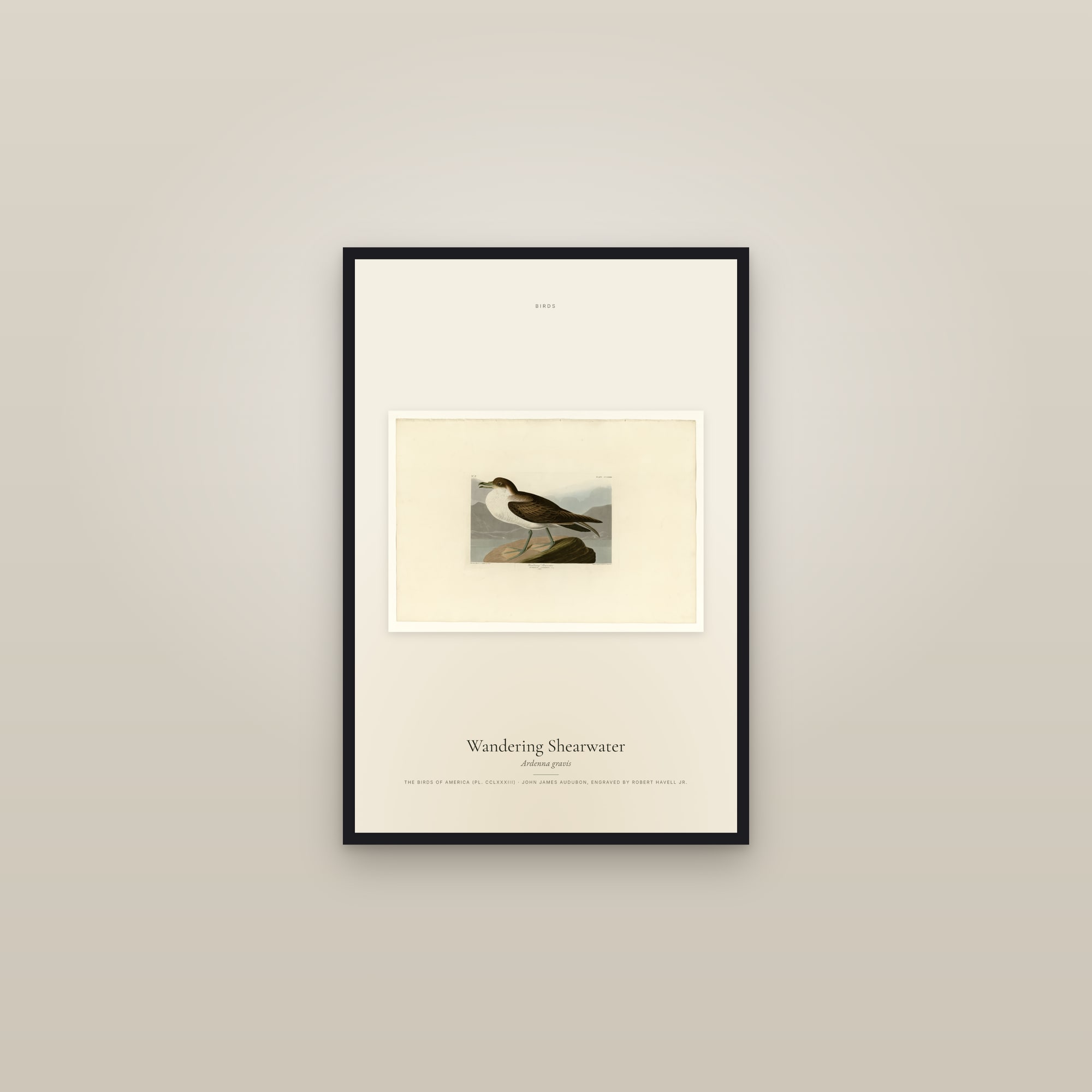 Wandering Shearwater — framed in a gallery setting