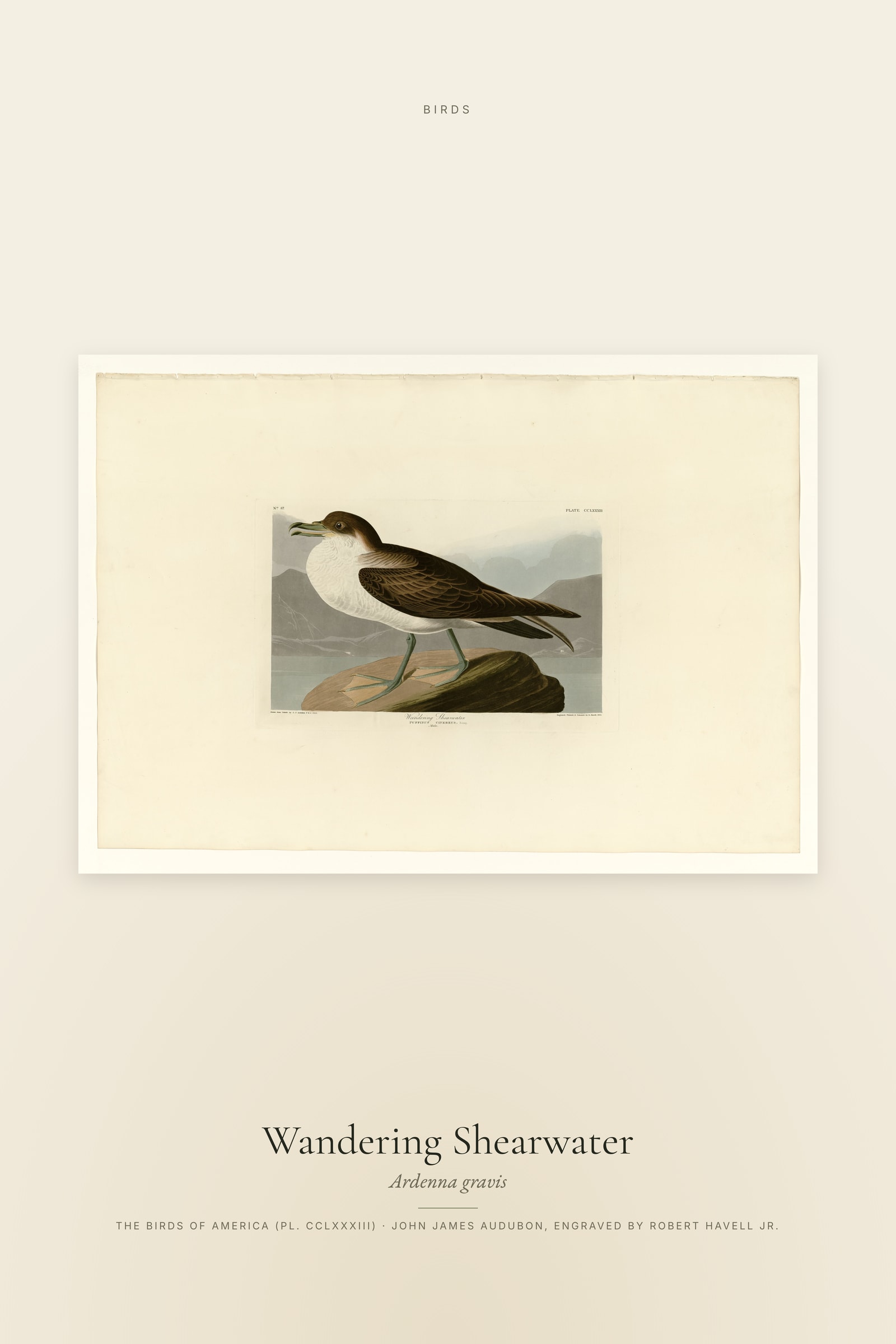 Wandering Shearwater