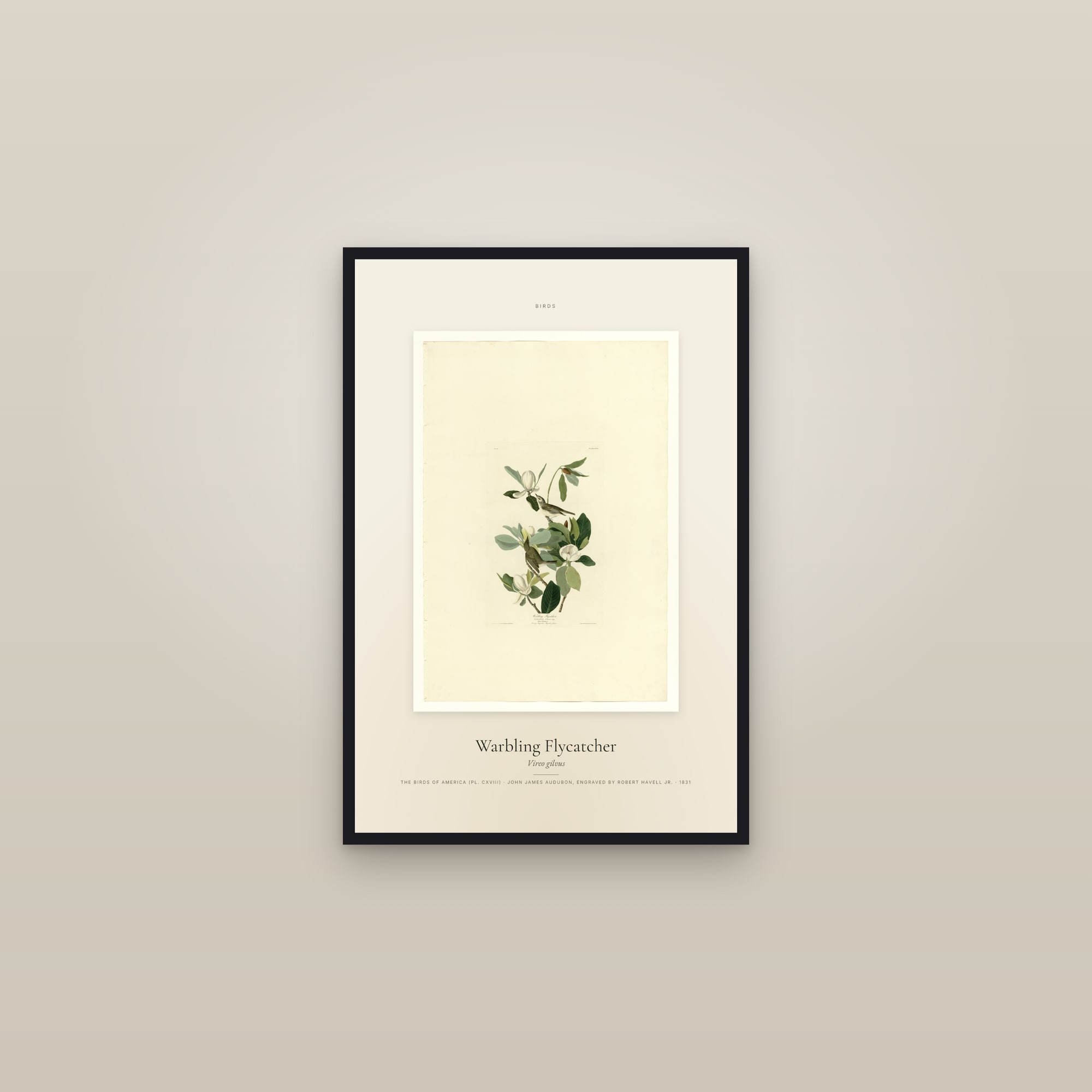 Warbling Flycatcher — Specimen — framed in a gallery setting