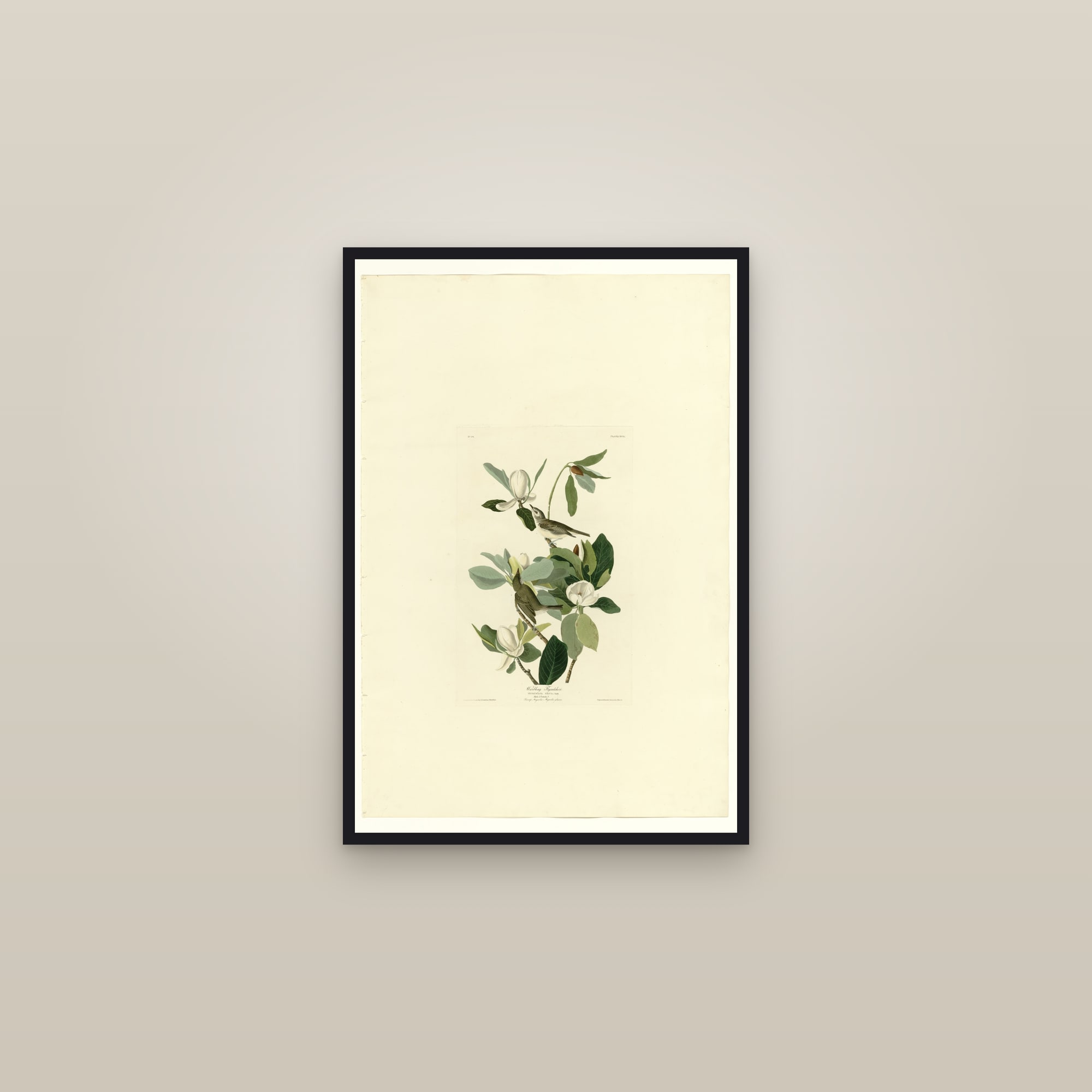Warbling Flycatcher — framed in a gallery setting