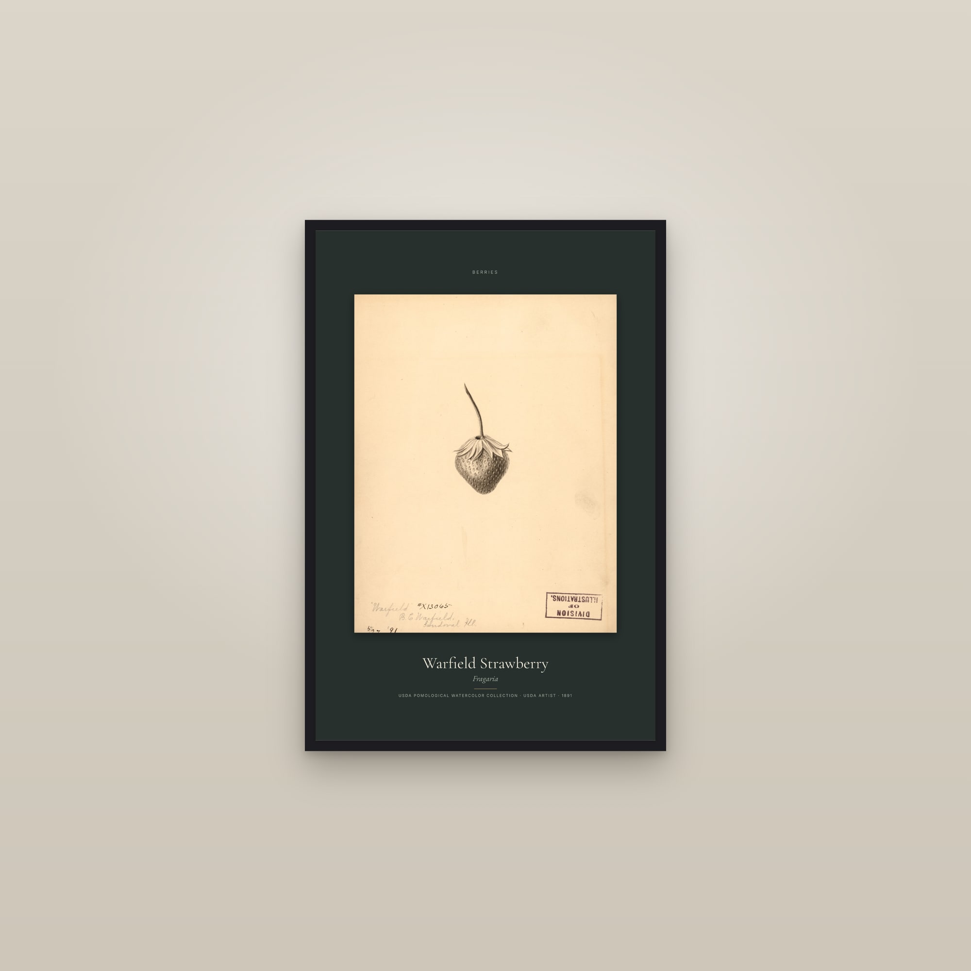 Warfield Strawberry — Specimen — framed in a gallery setting