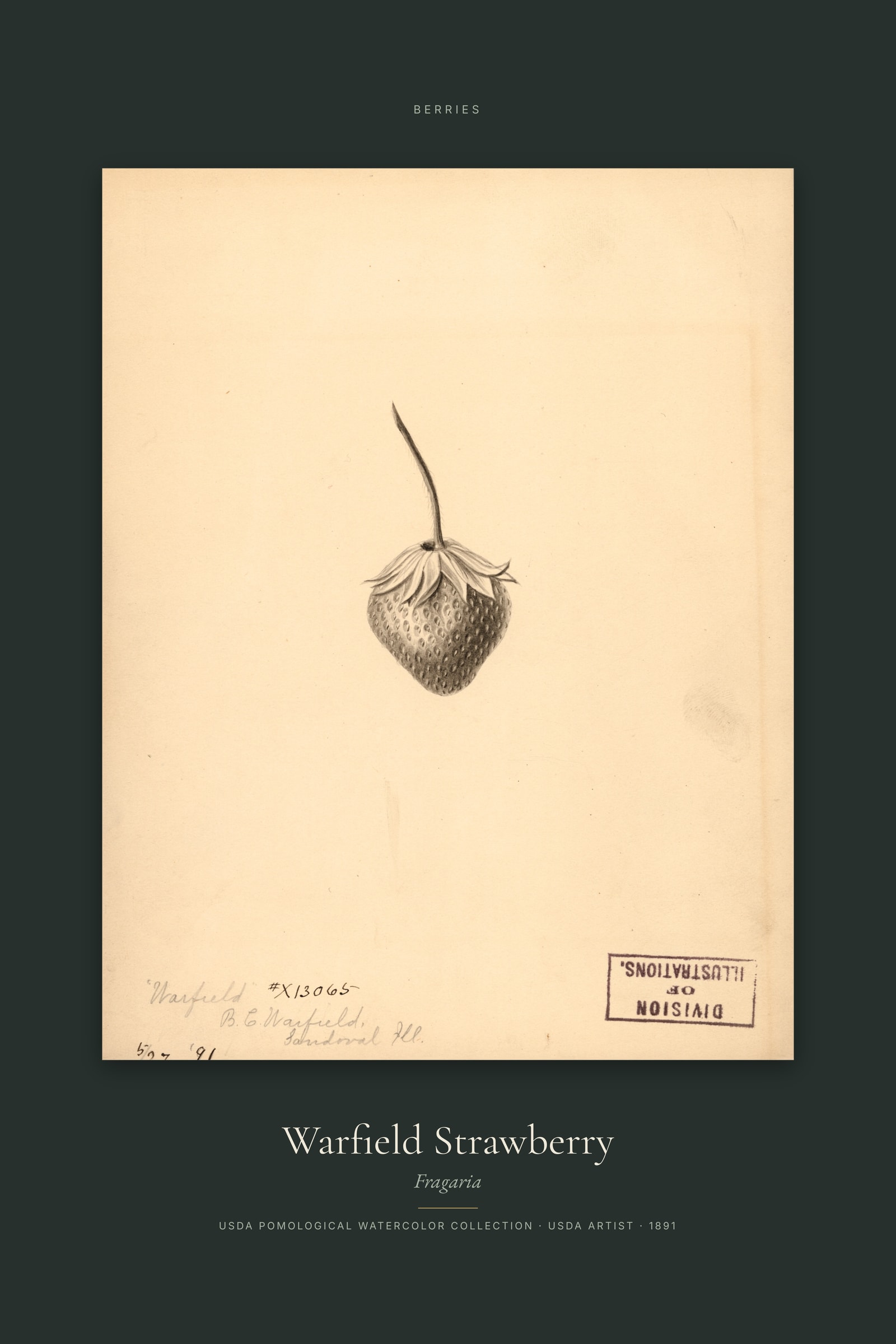 Warfield Strawberry — Specimen