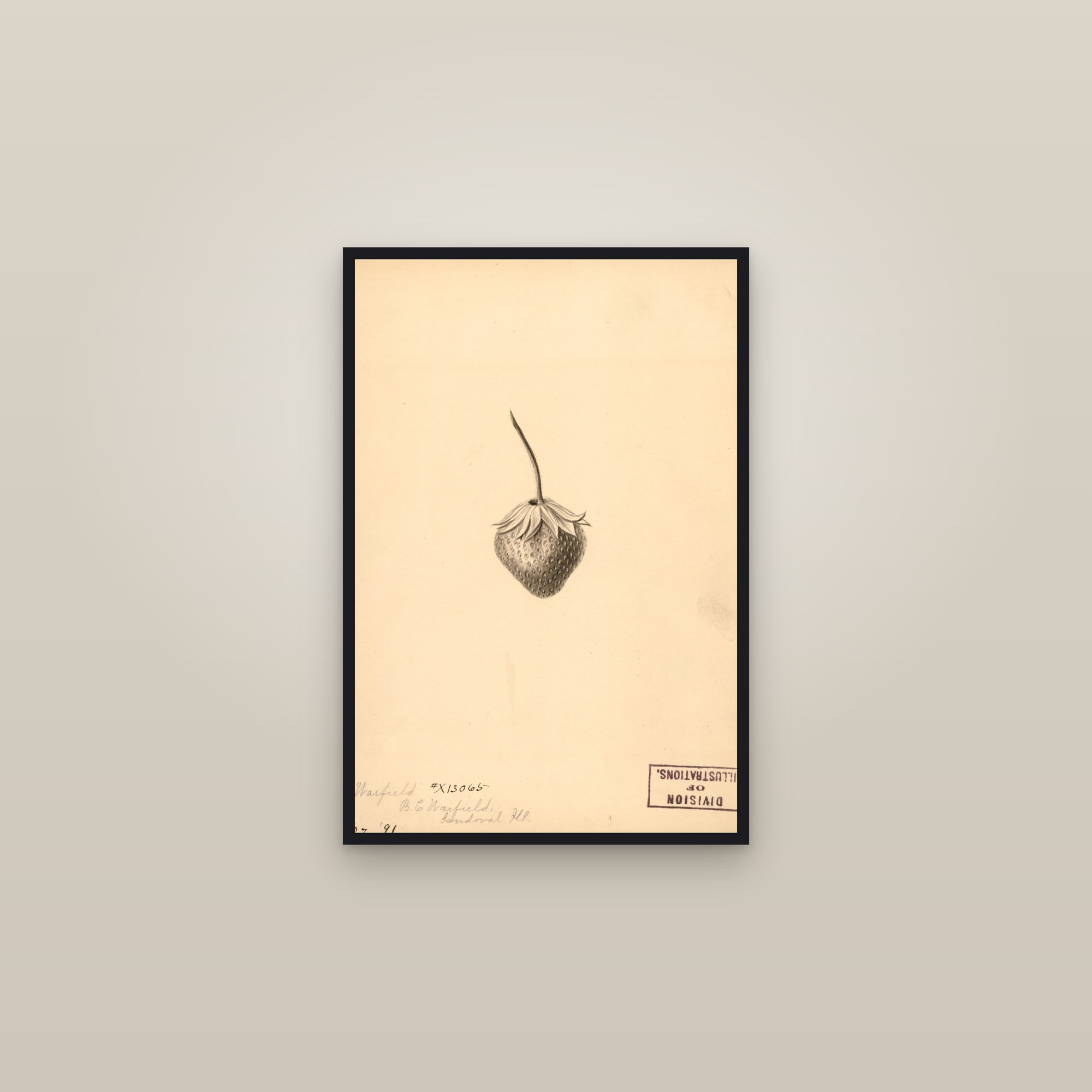 Warfield Strawberry — framed in a gallery setting