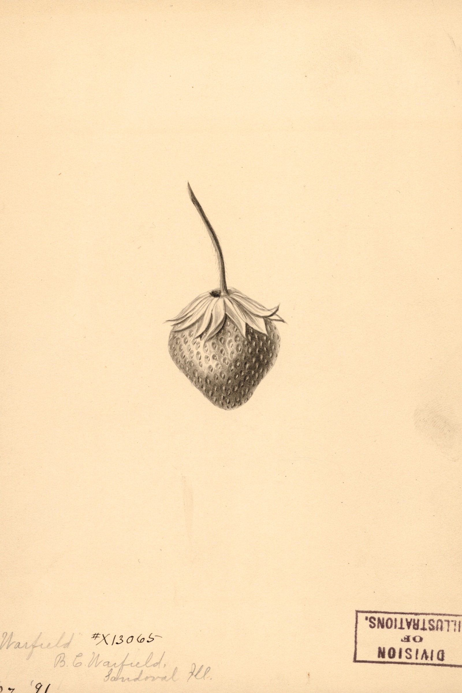 Warfield Strawberry