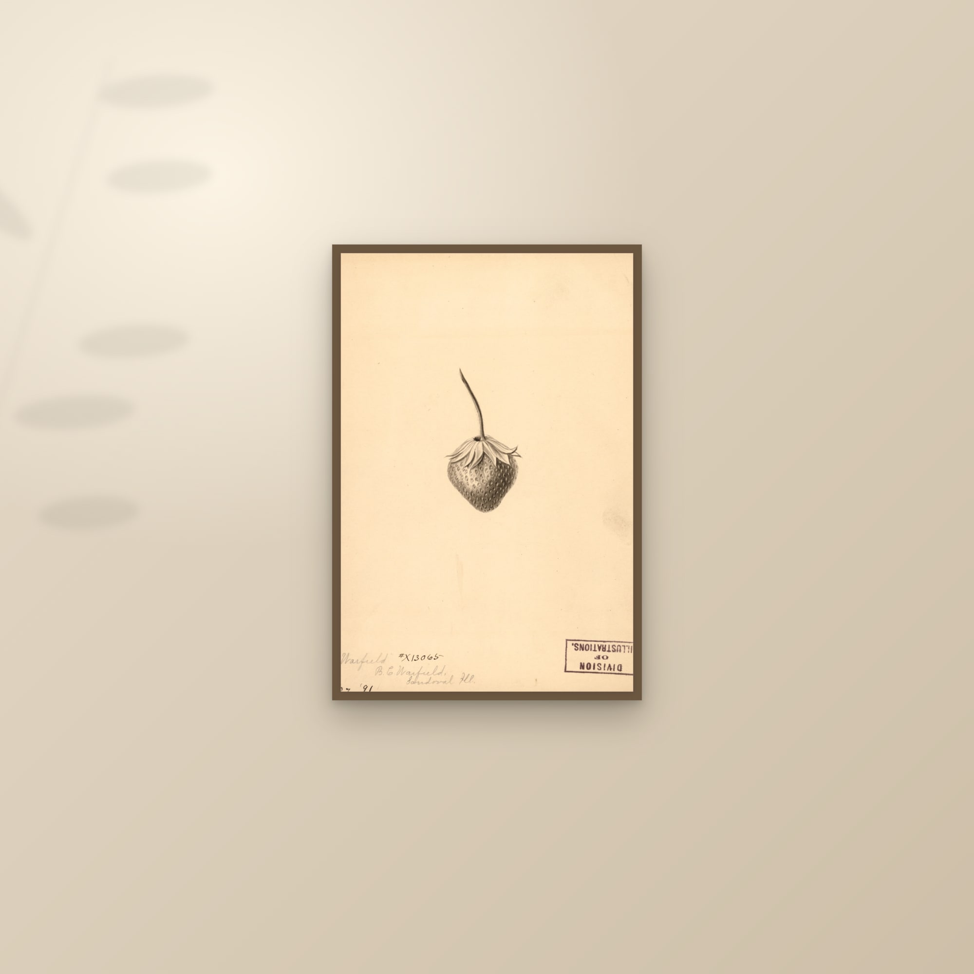 Warfield Strawberry — framed and styled on a sunlit wall