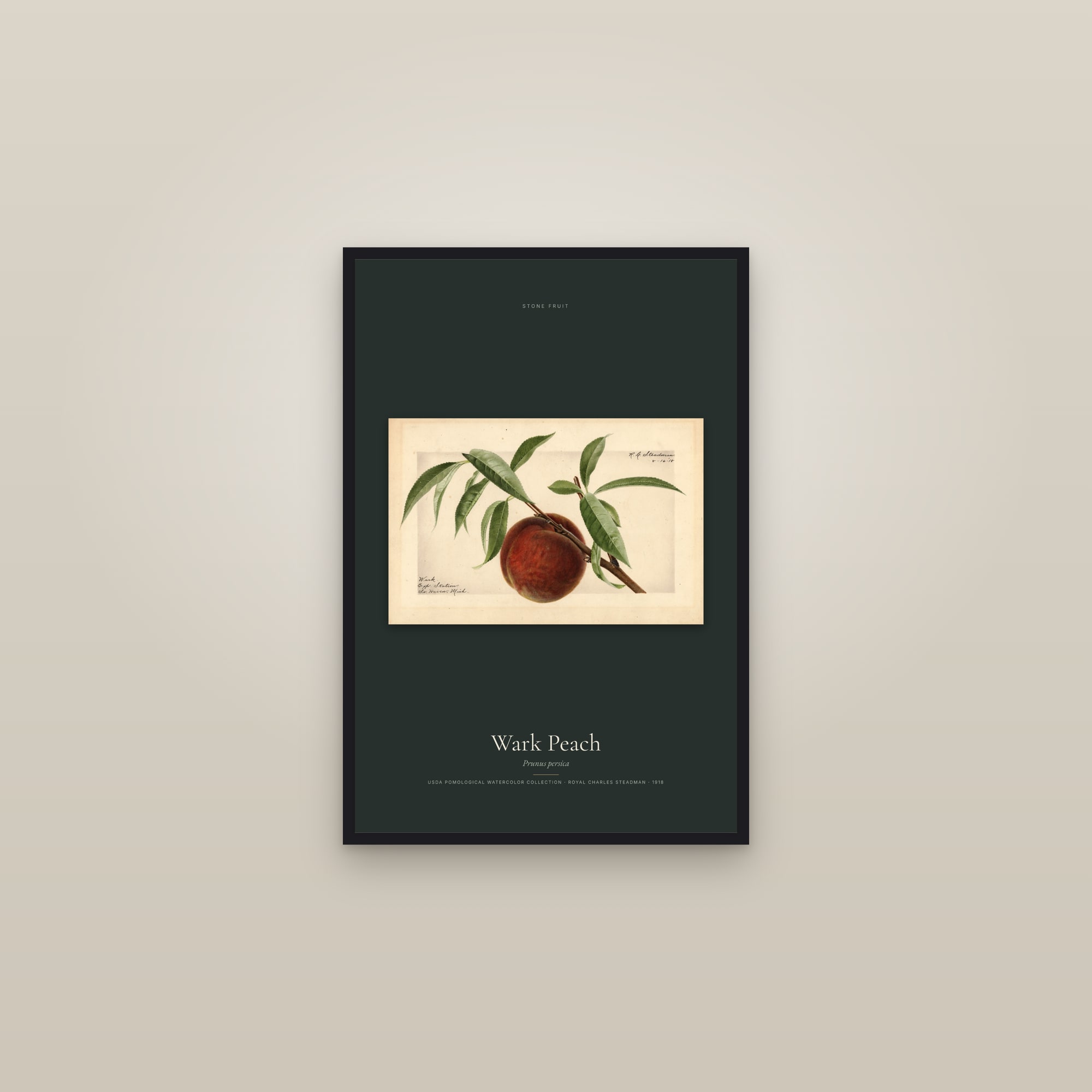 Wark Peach — framed in a gallery setting