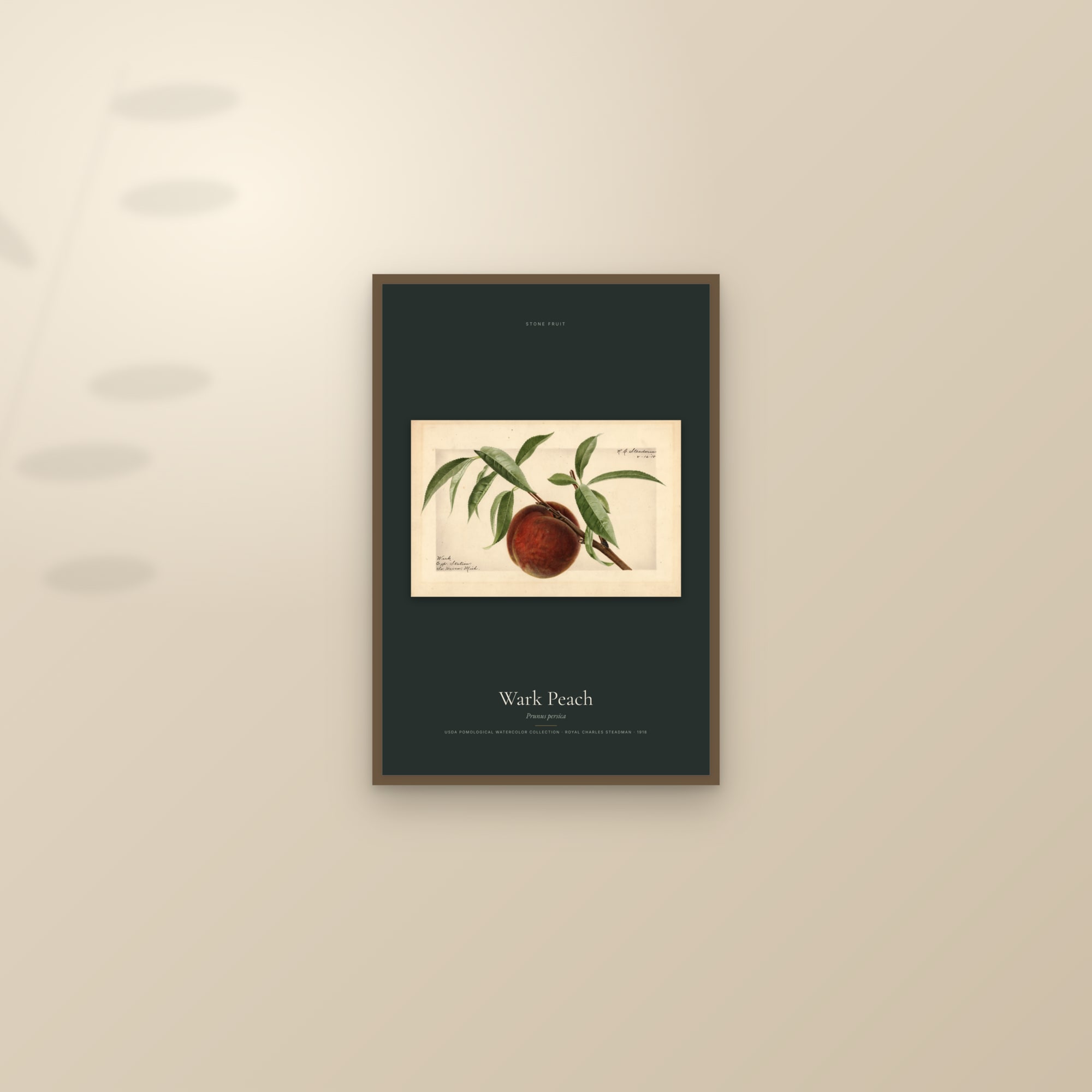 Wark Peach — framed and styled on a sunlit wall