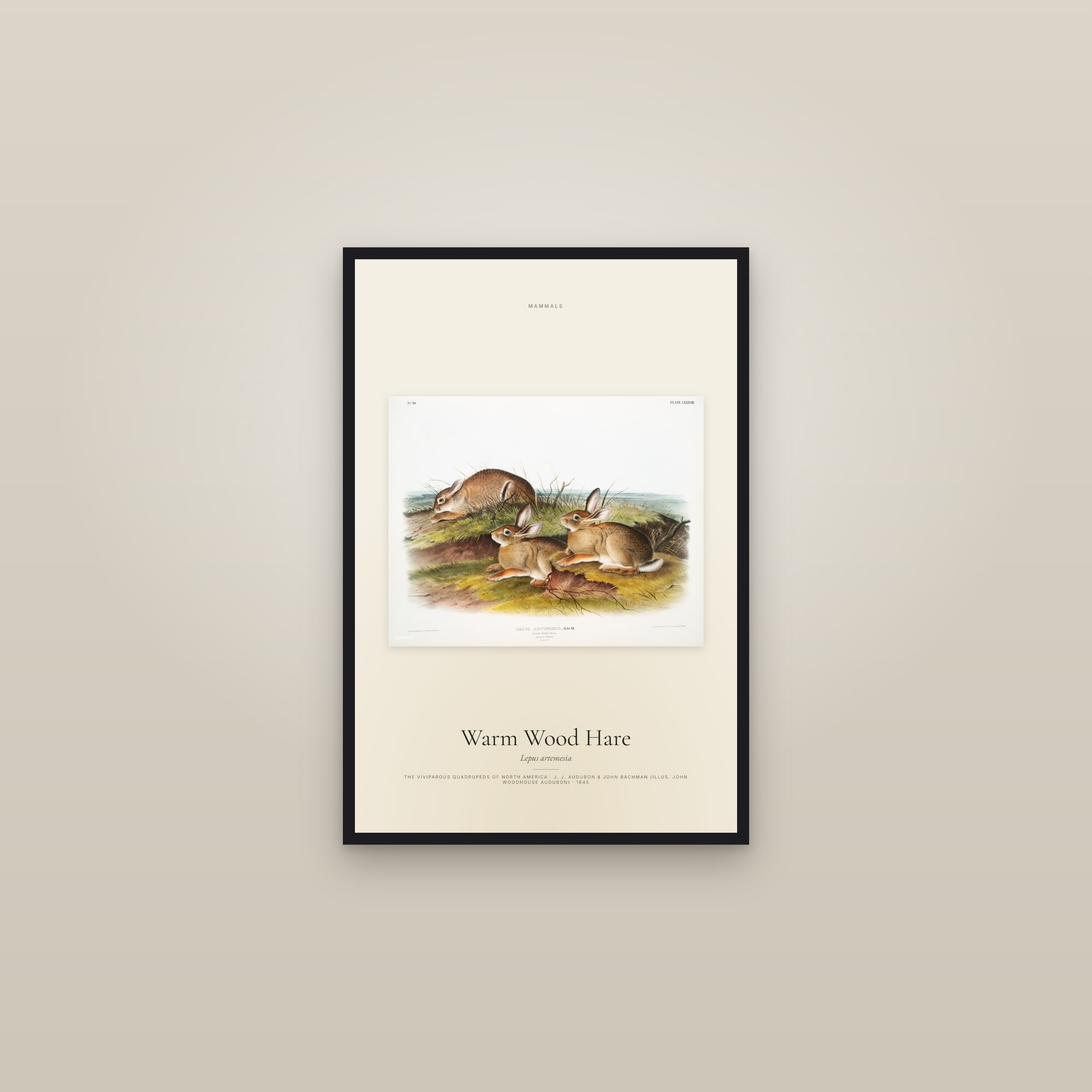Warm Wood Hare — framed in a gallery setting
