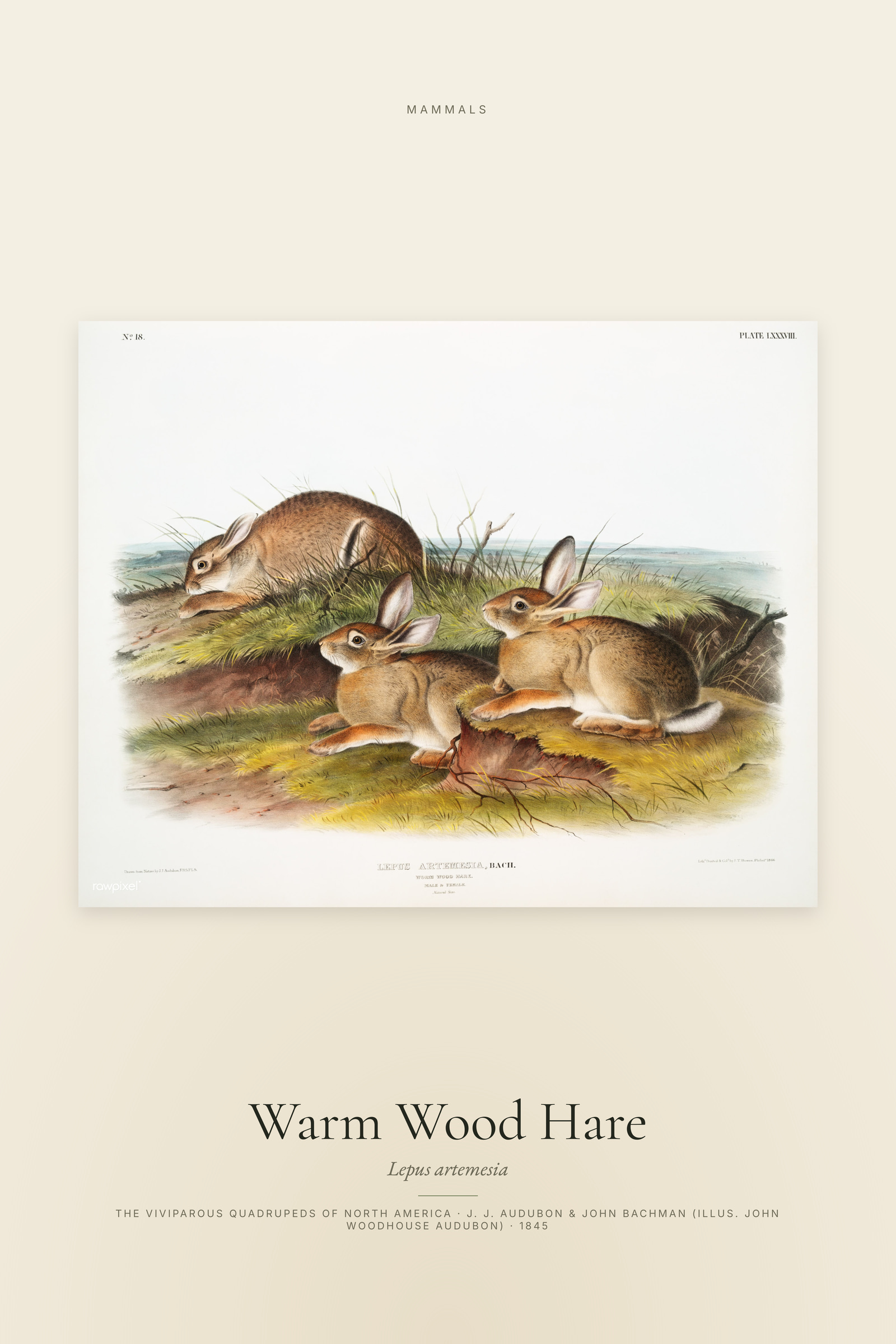 Warm Wood Hare