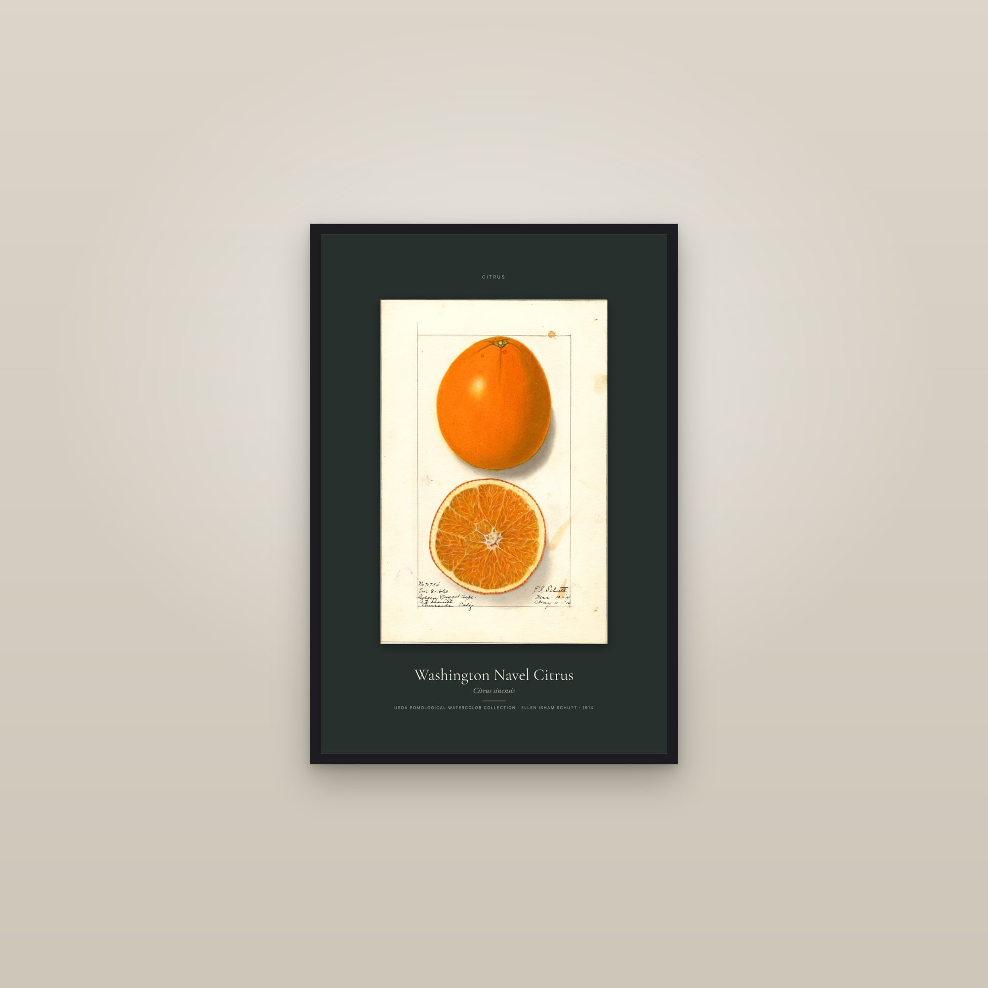 Washington Navel Citrus — Specimen — framed in a gallery setting