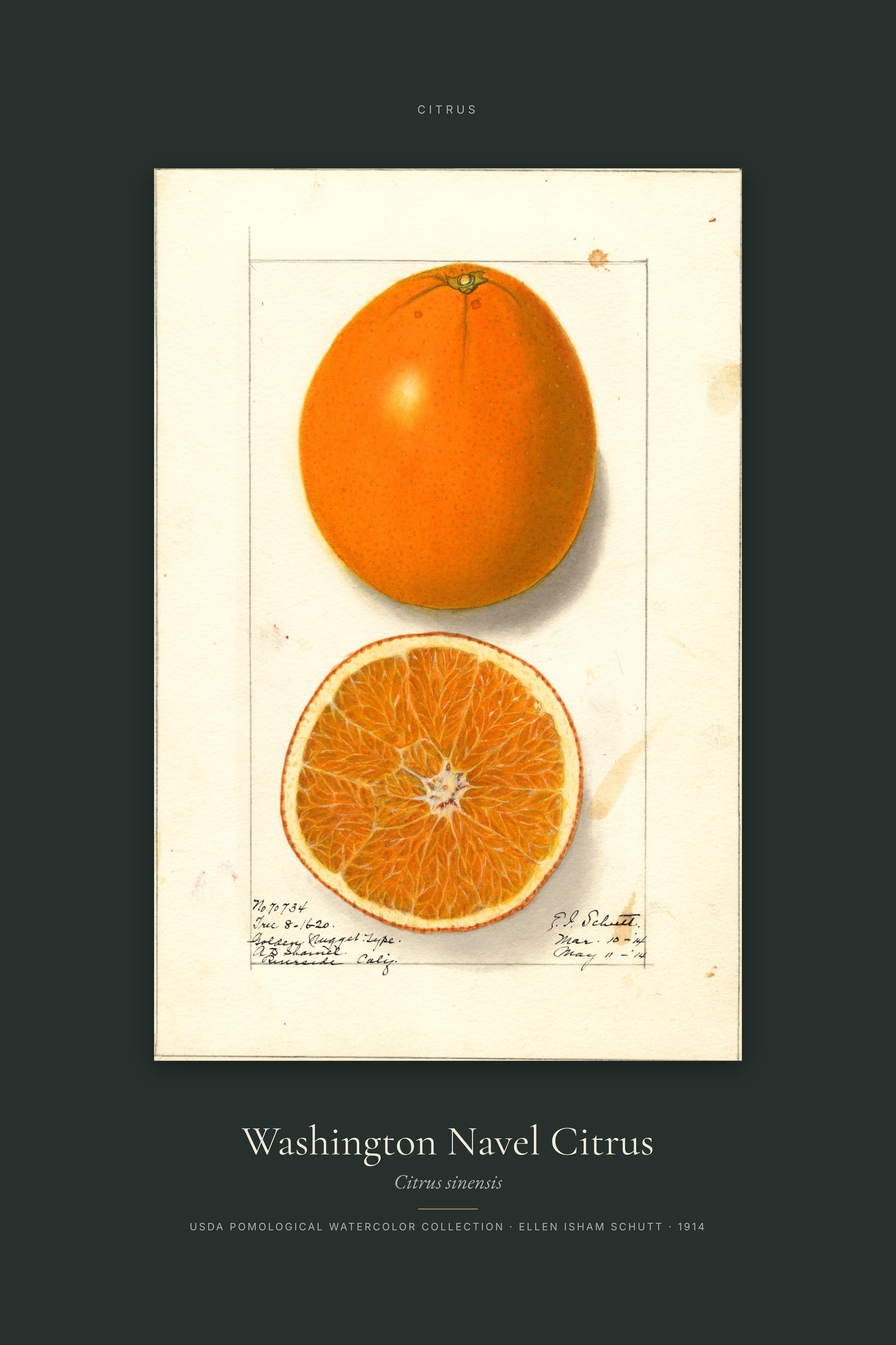 Washington Navel Citrus — Specimen