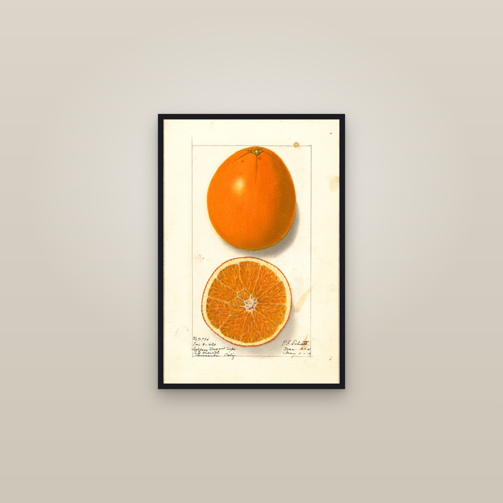 Washington Navel Citrus — framed in a gallery setting