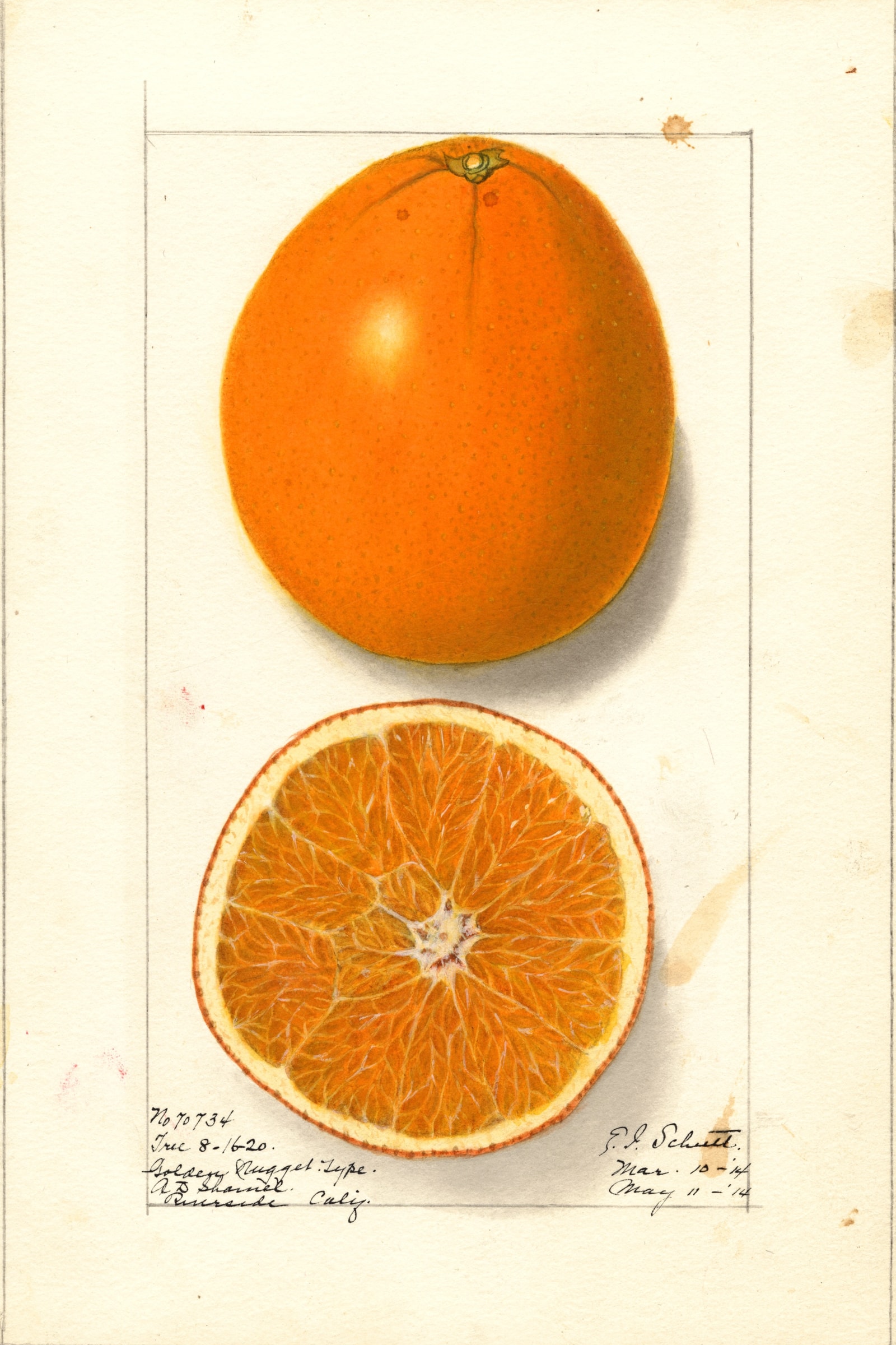 Washington Navel Citrus