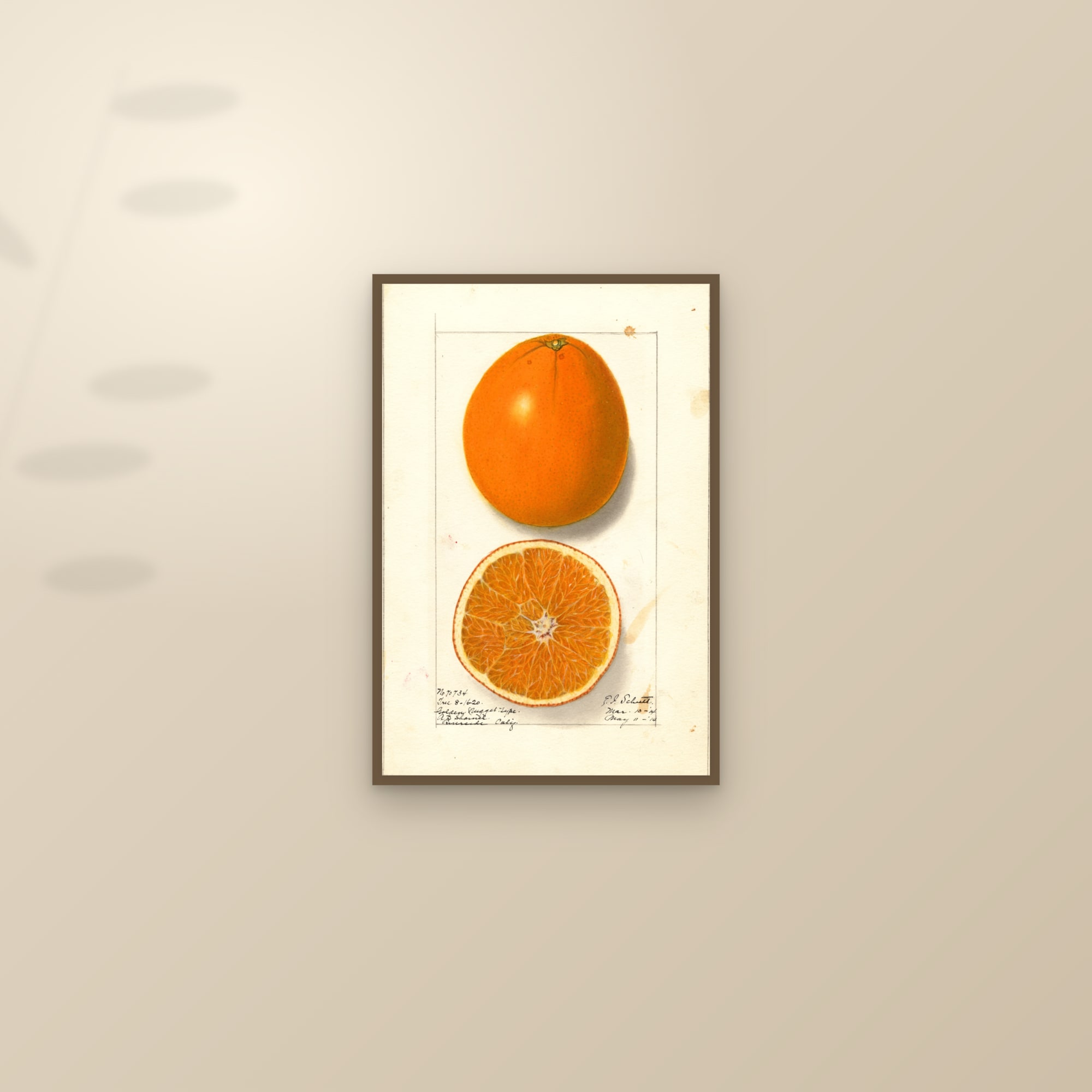 Washington Navel Citrus — framed and styled on a sunlit wall
