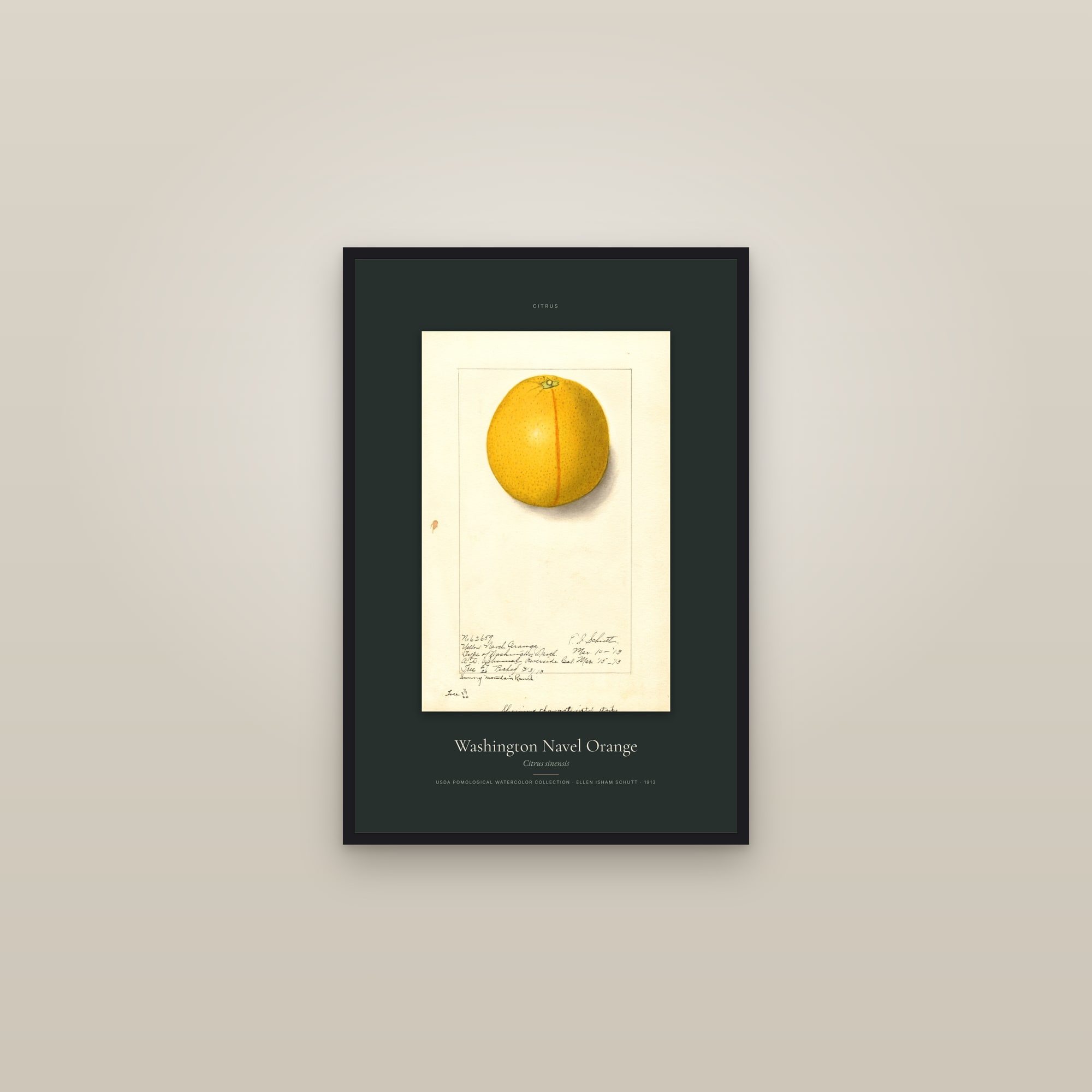 Washington Navel Orange — Specimen — framed in a gallery setting