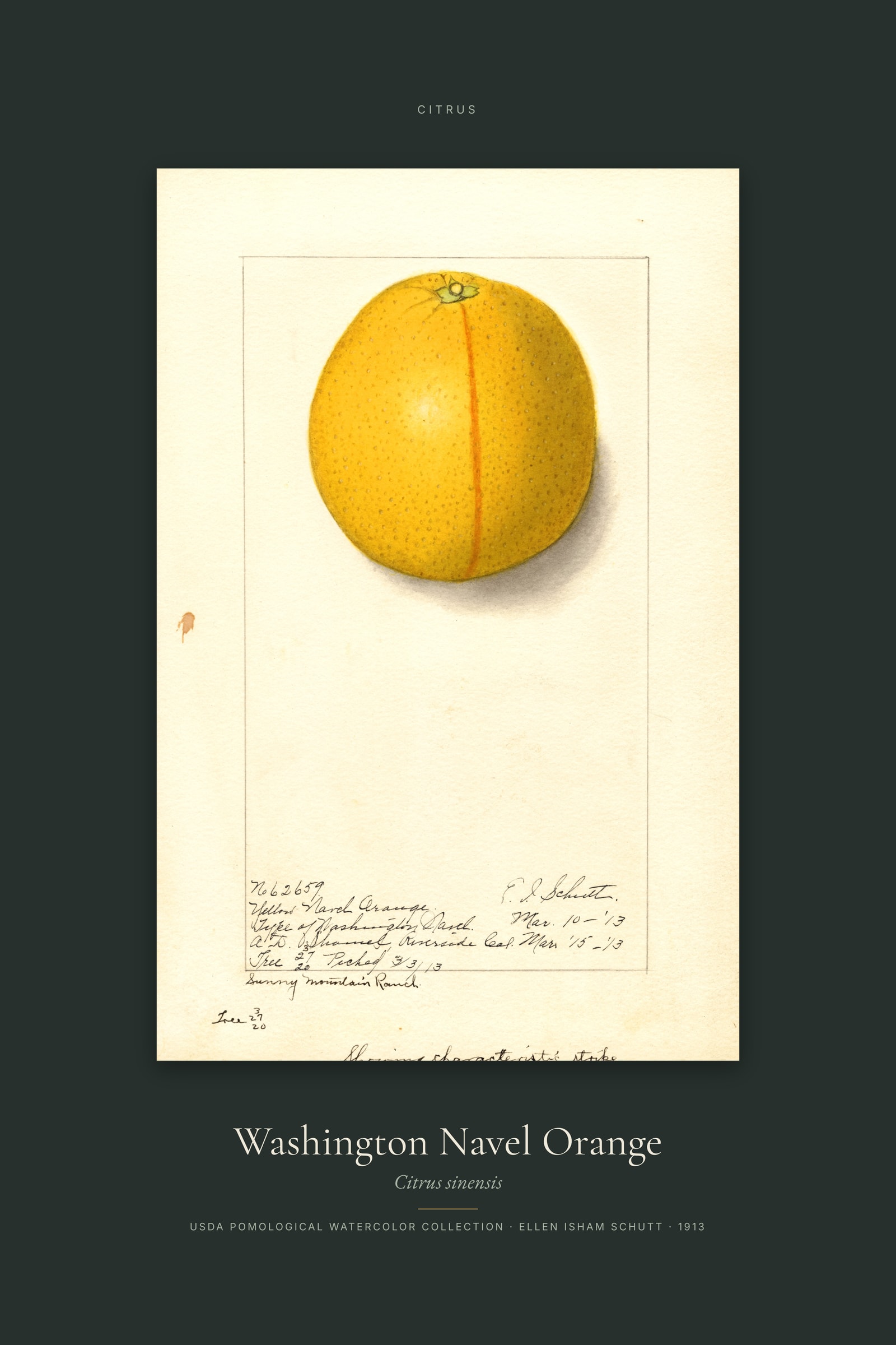 Washington Navel Orange — Specimen