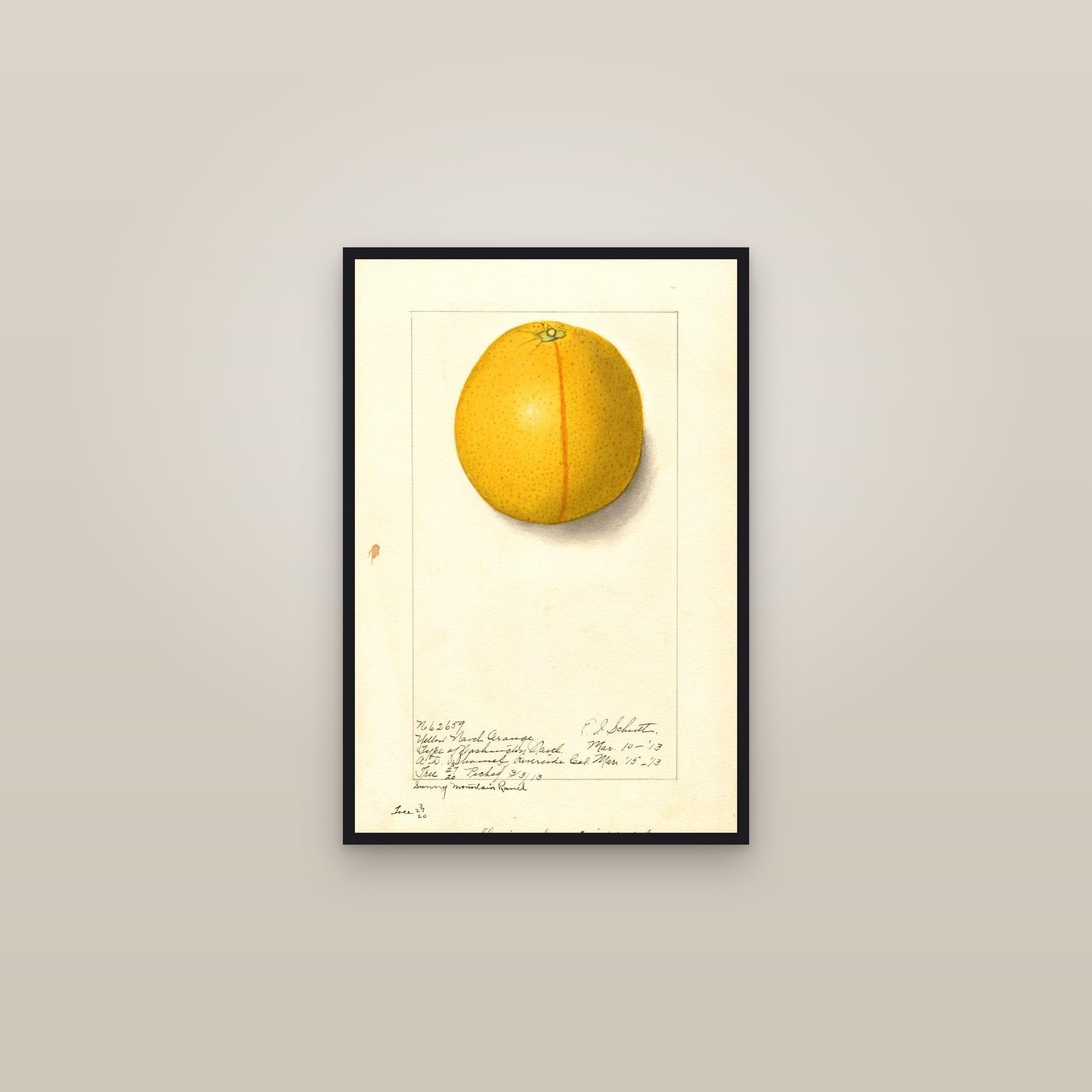 Washington Navel Orange — framed in a gallery setting
