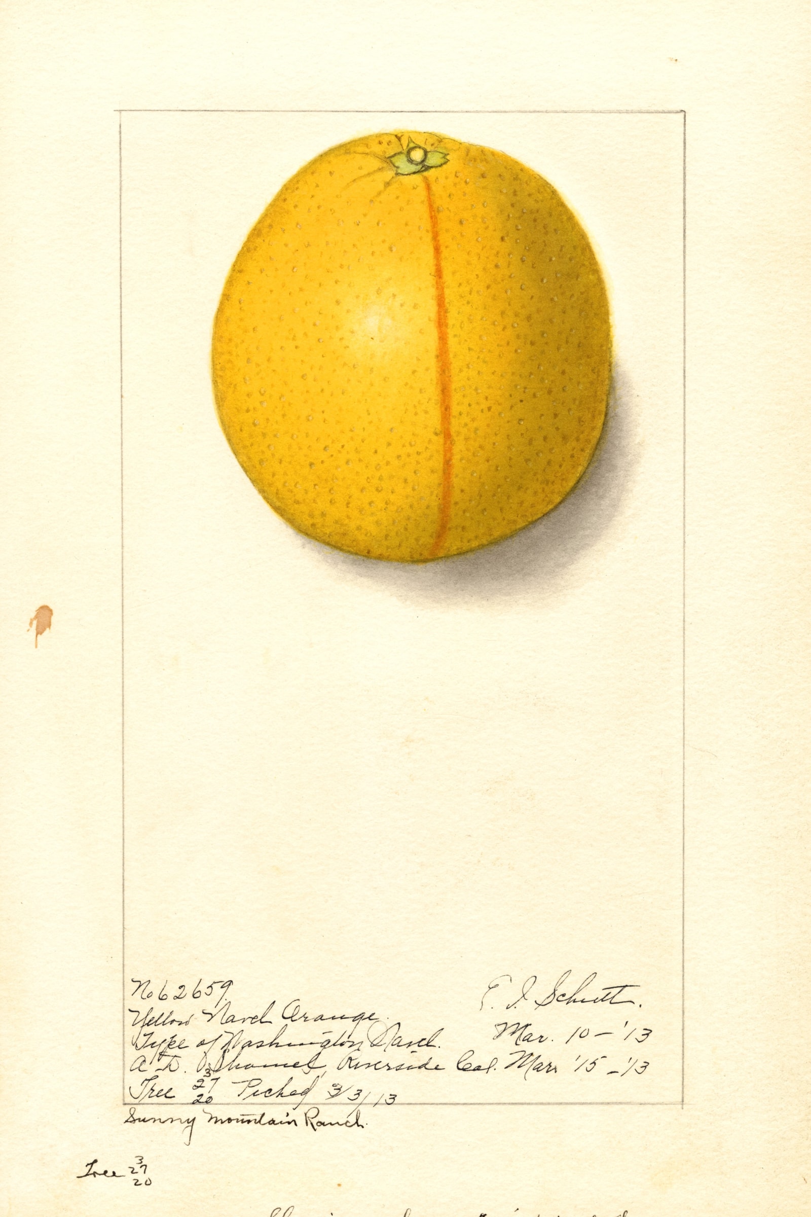 Washington Navel Orange