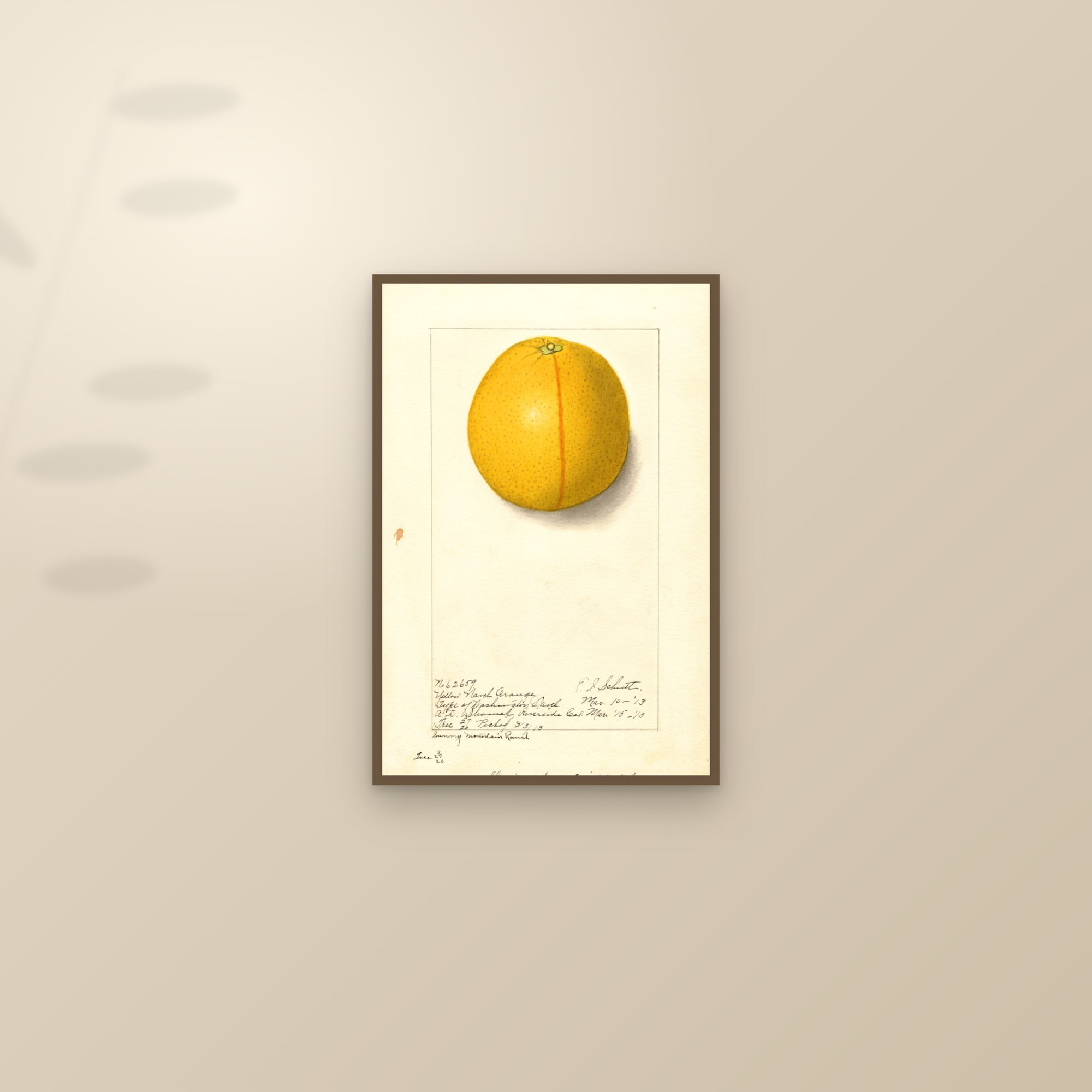 Washington Navel Orange — framed and styled on a sunlit wall