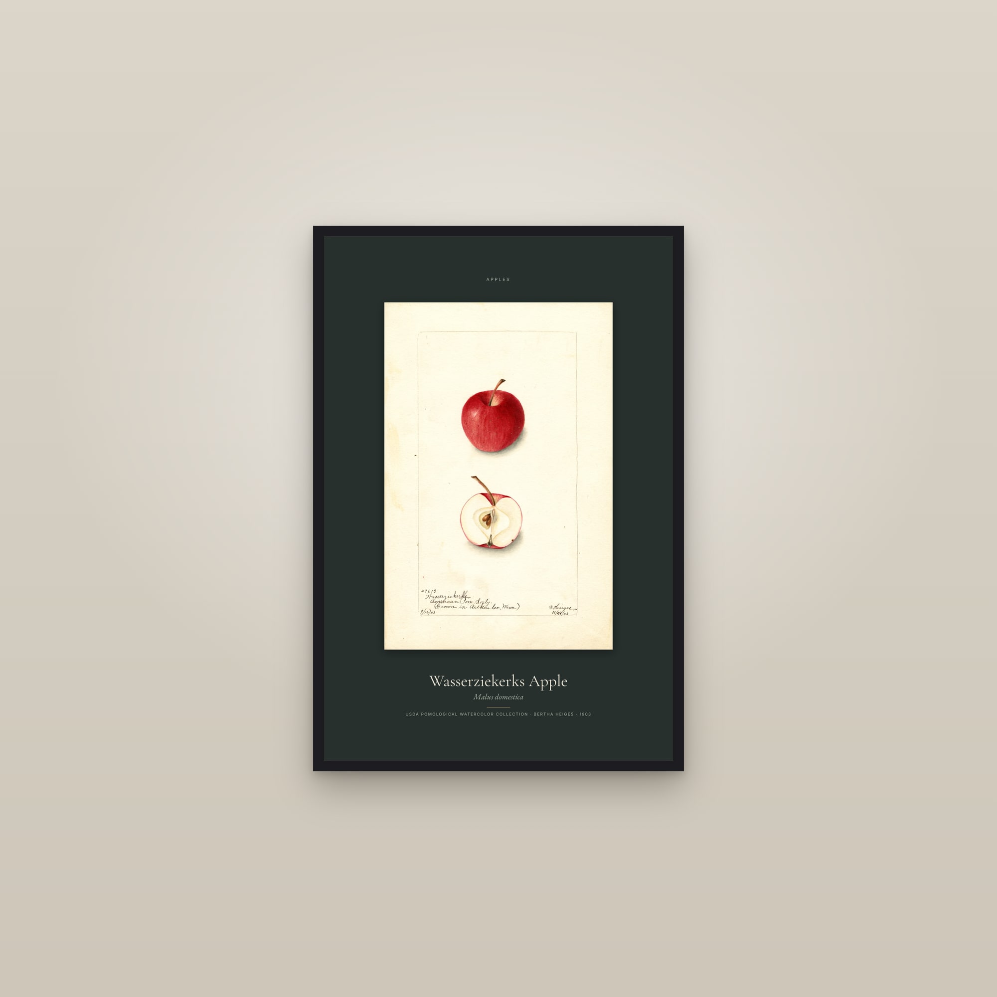 Wasserziekerks Apple — Specimen — framed in a gallery setting
