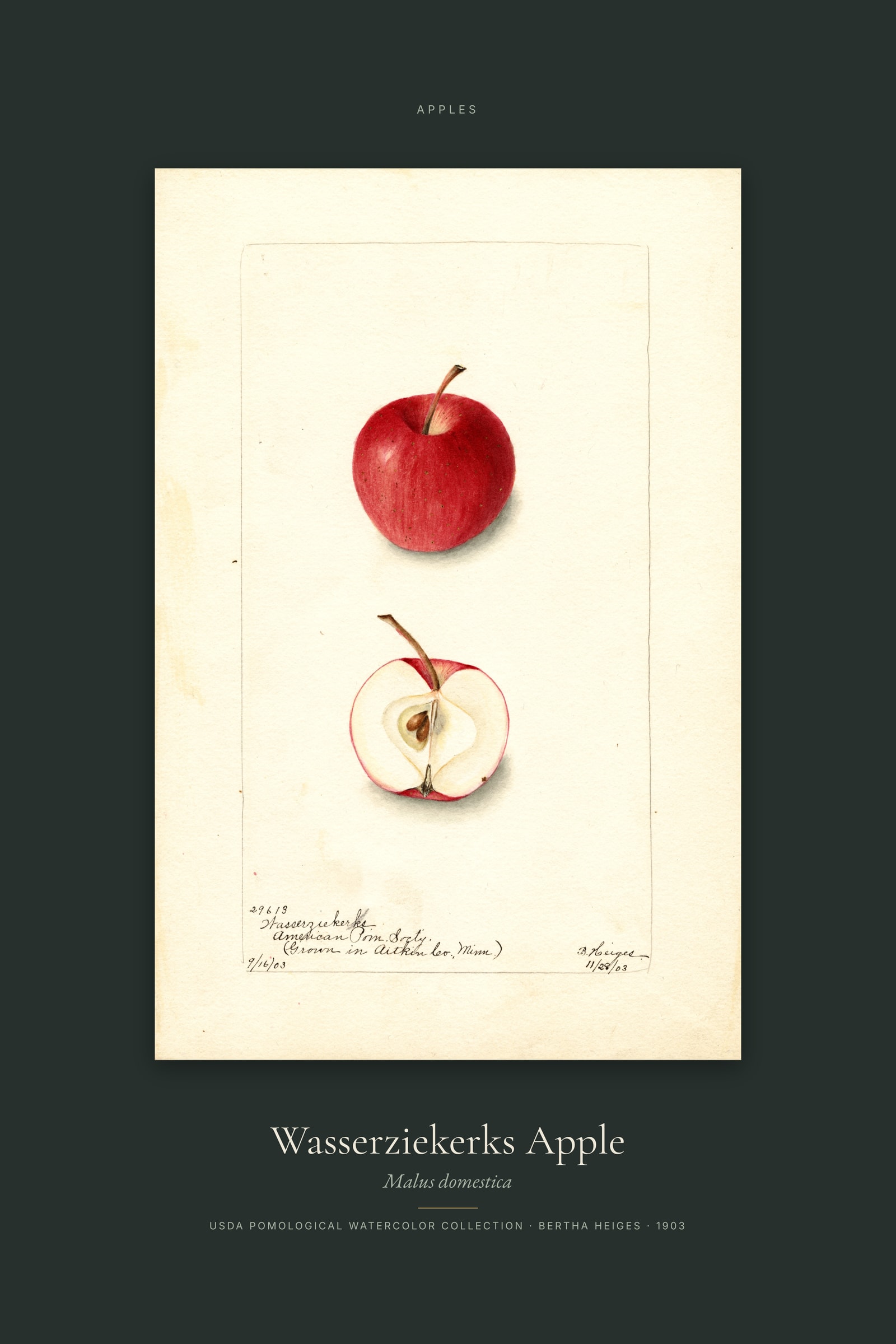 Wasserziekerks Apple — Specimen