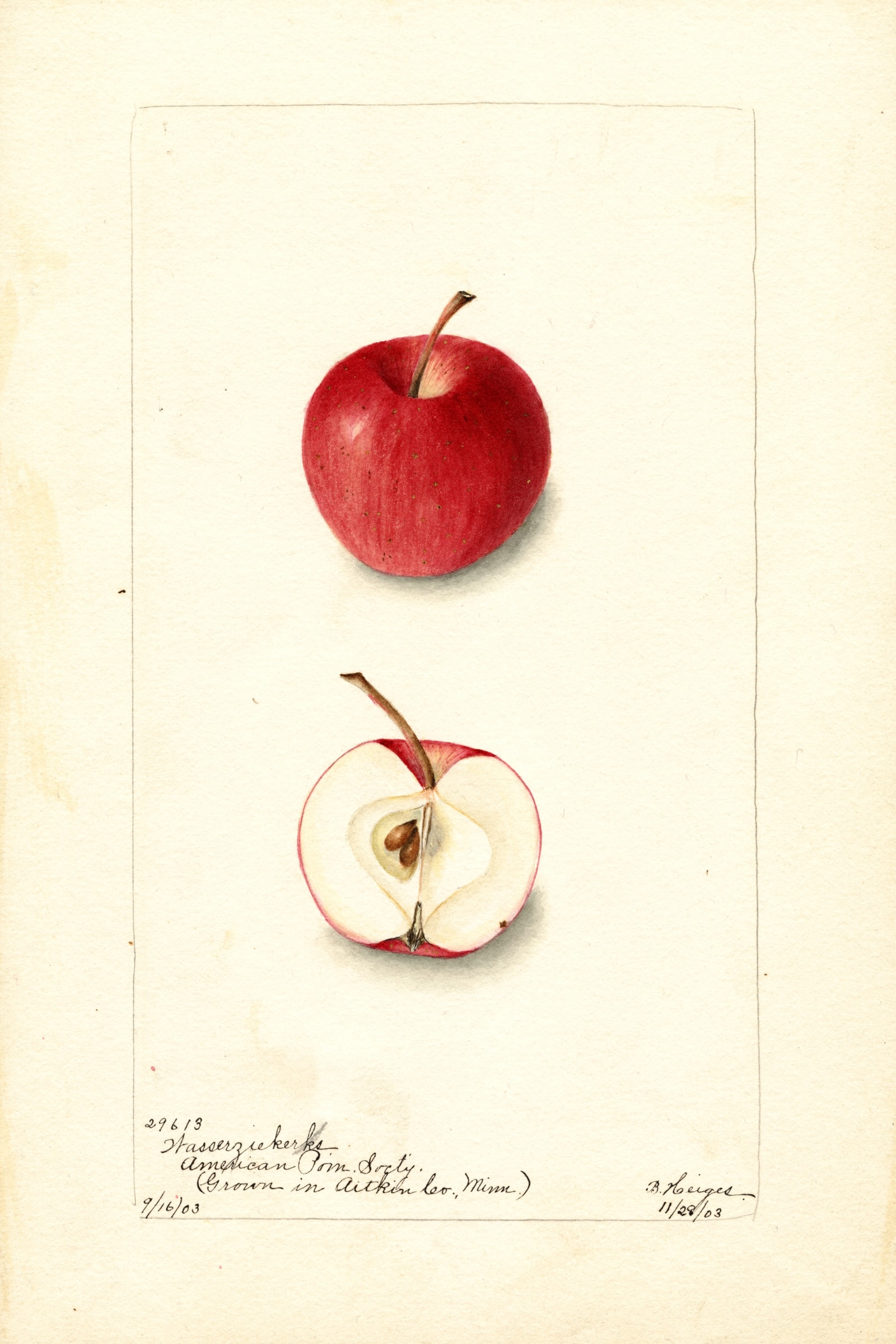 Wasserziekerks Apple