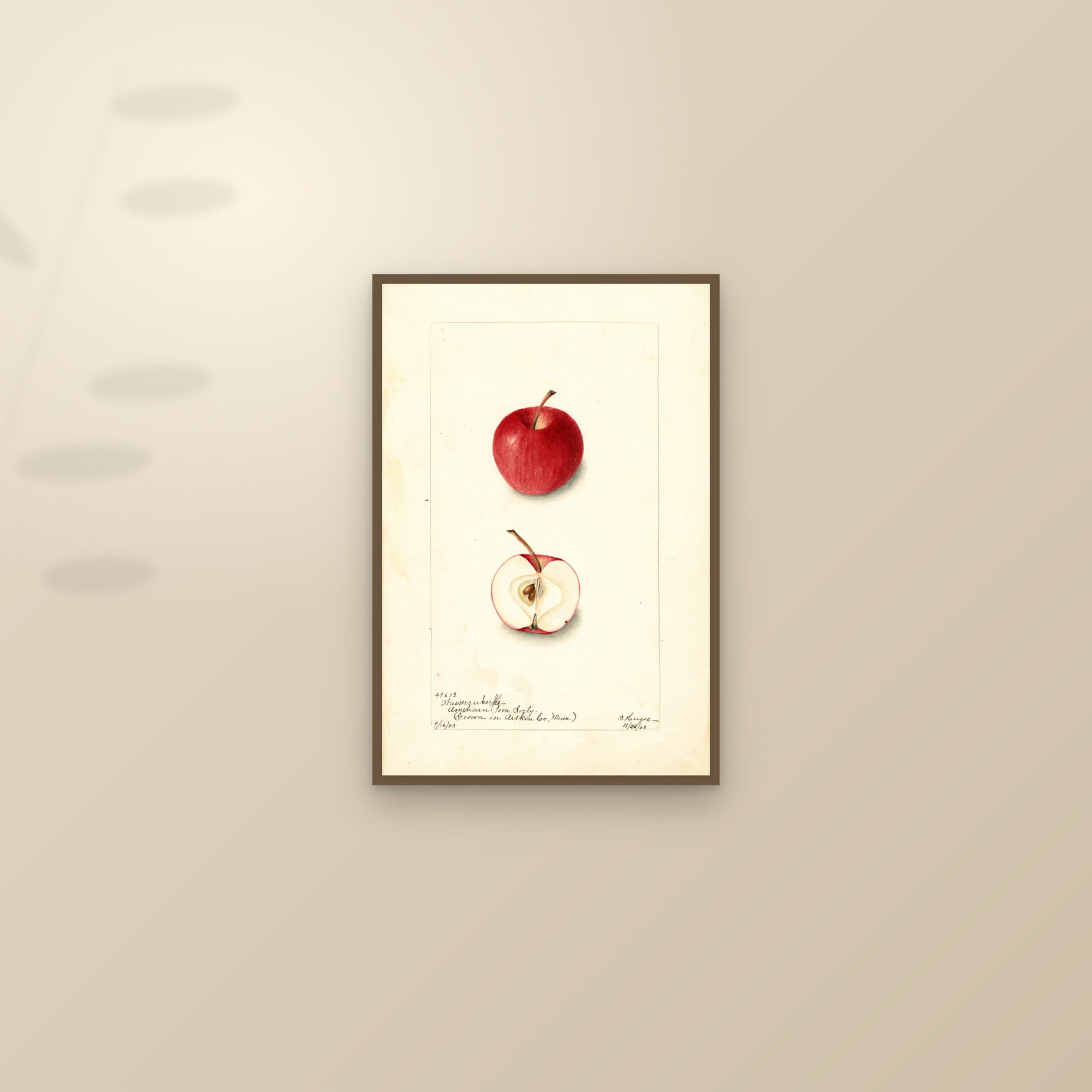 Wasserziekerks Apple — framed and styled on a sunlit wall