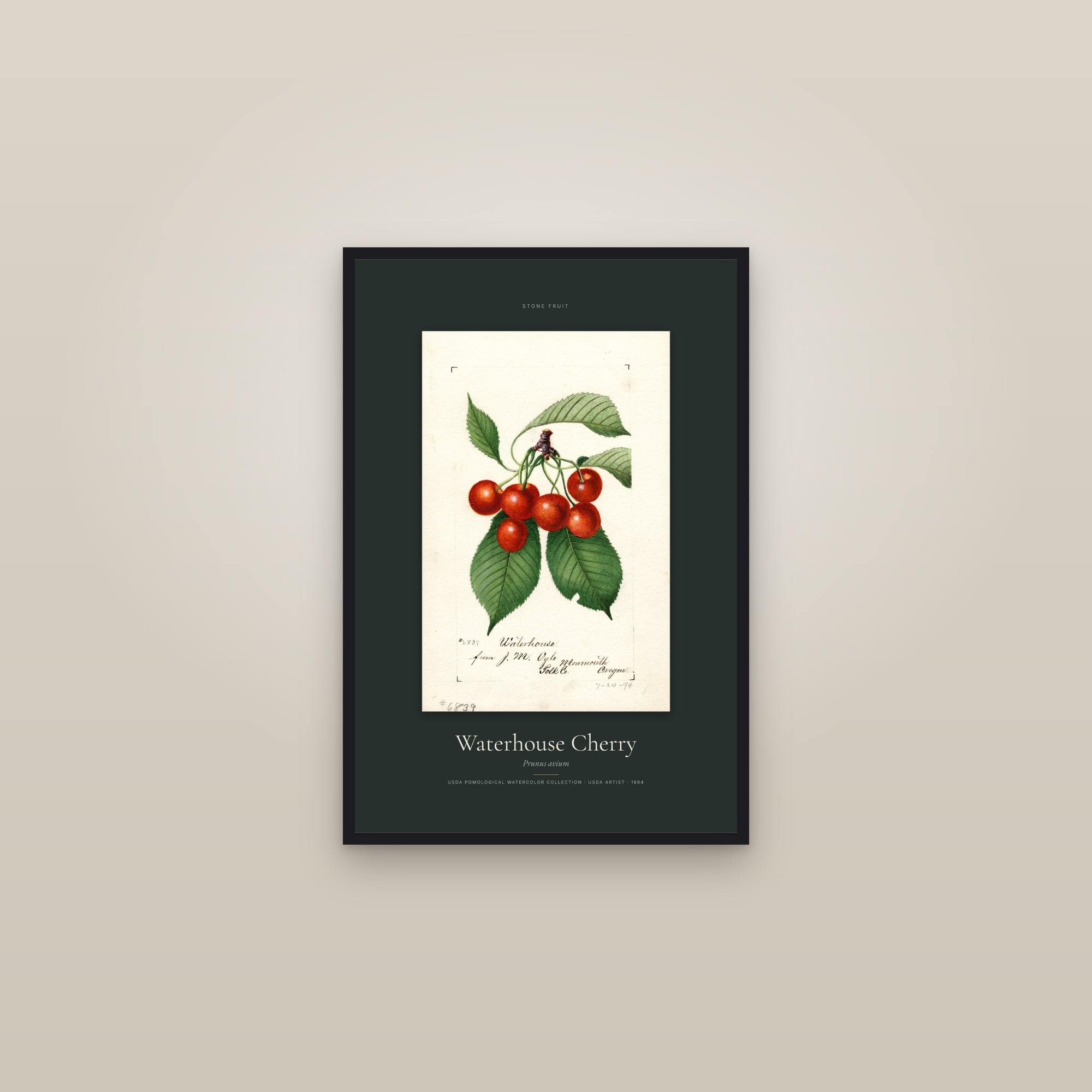 Waterhouse Cherry — Specimen — framed in a gallery setting