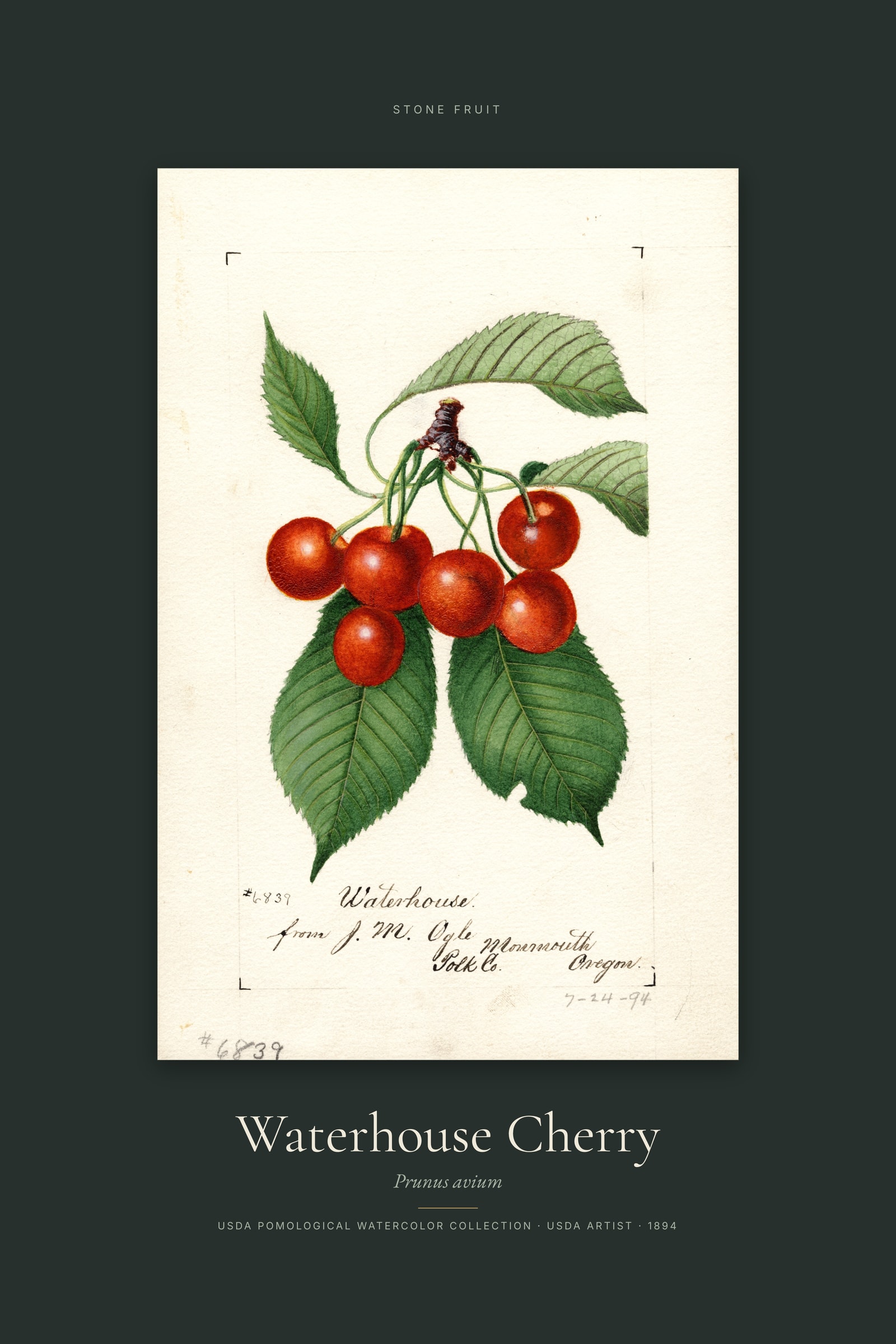Waterhouse Cherry — Specimen