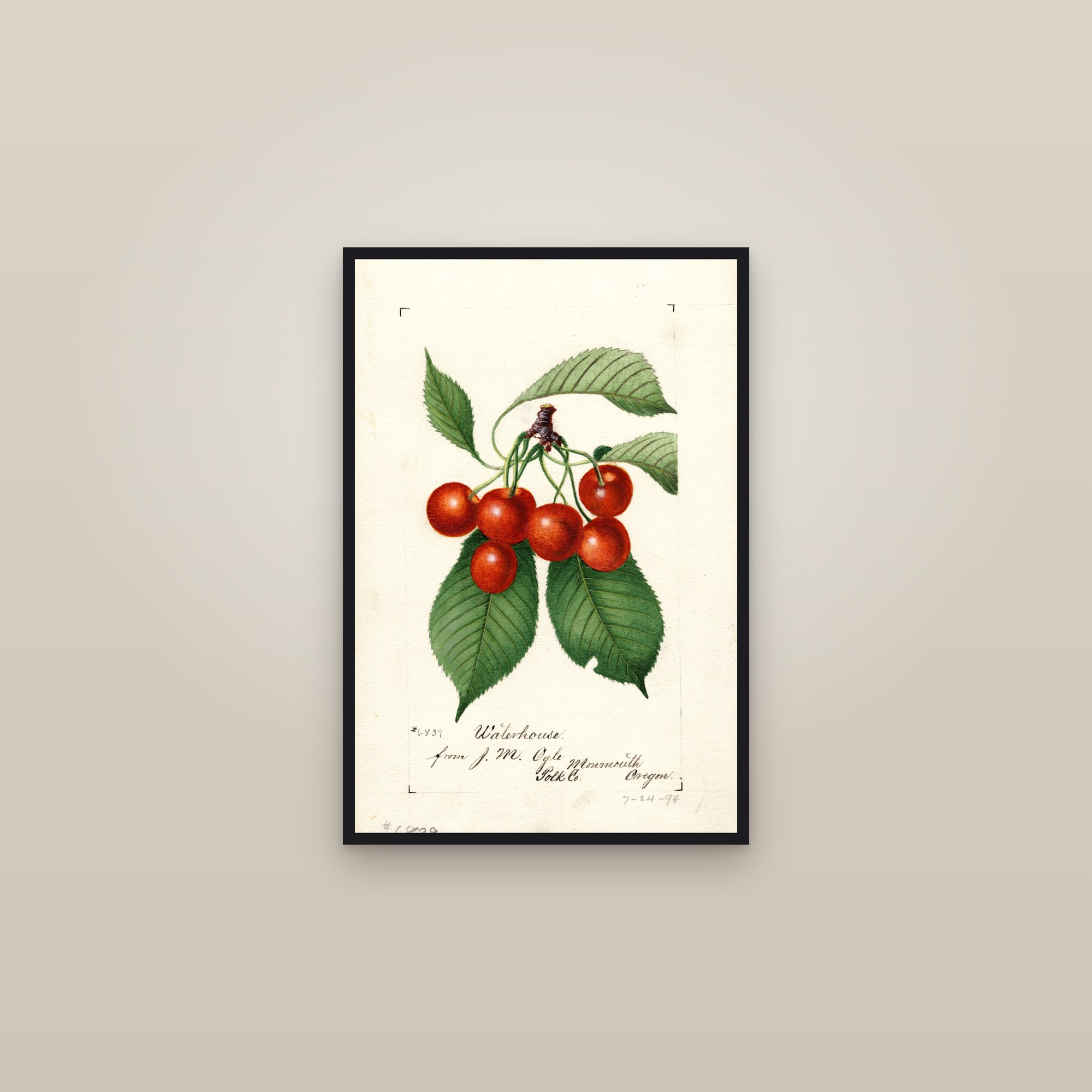 Waterhouse Cherry — framed in a gallery setting