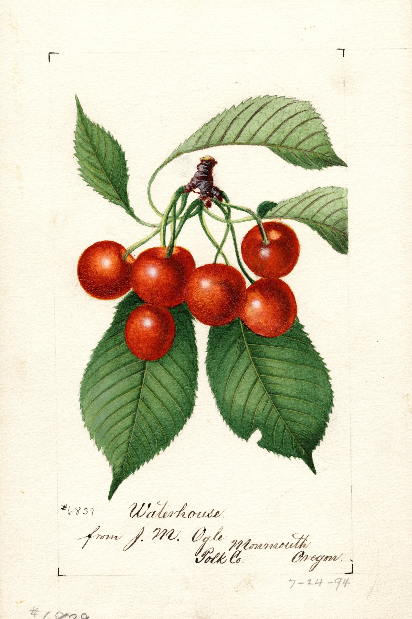 Waterhouse Cherry