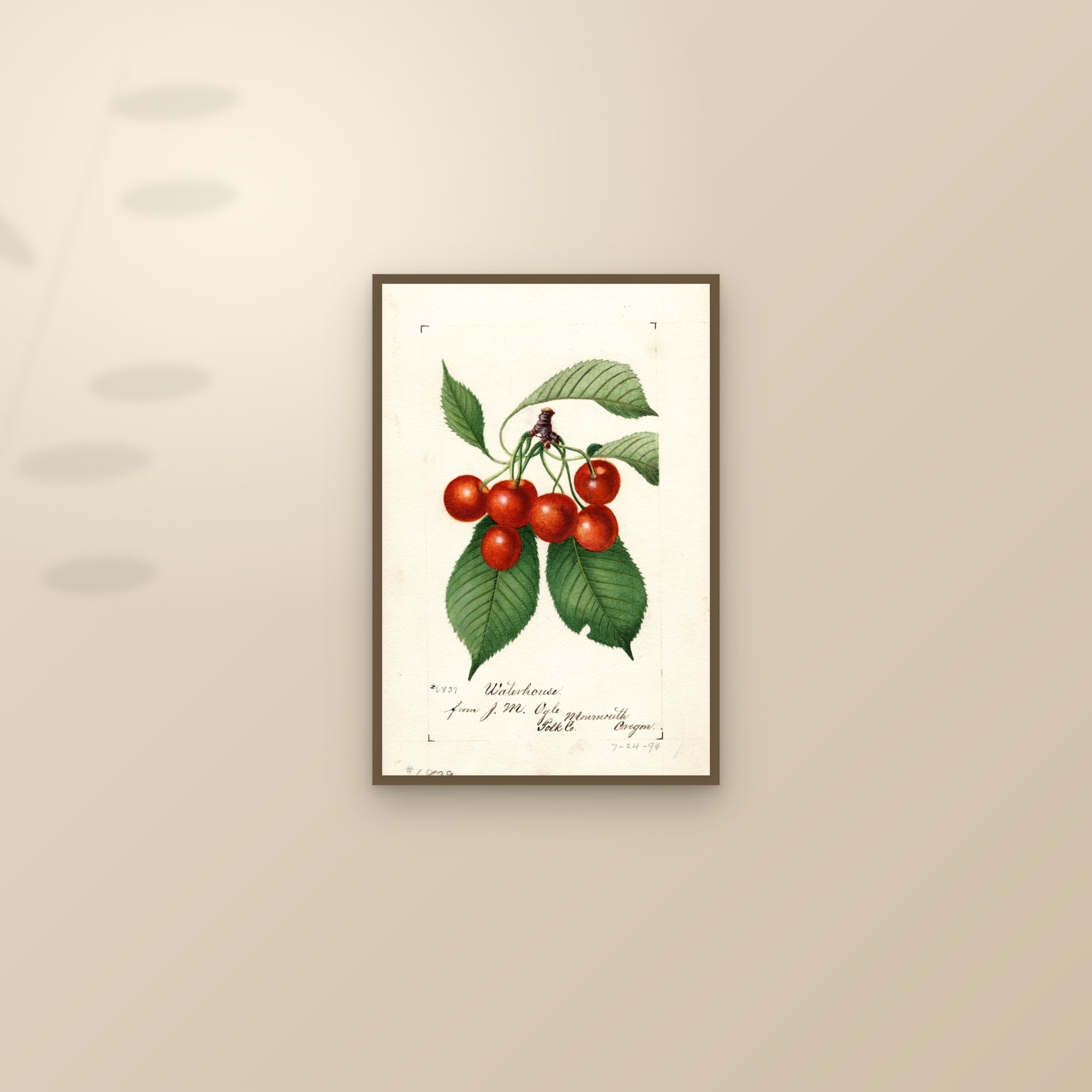 Waterhouse Cherry — framed and styled on a sunlit wall